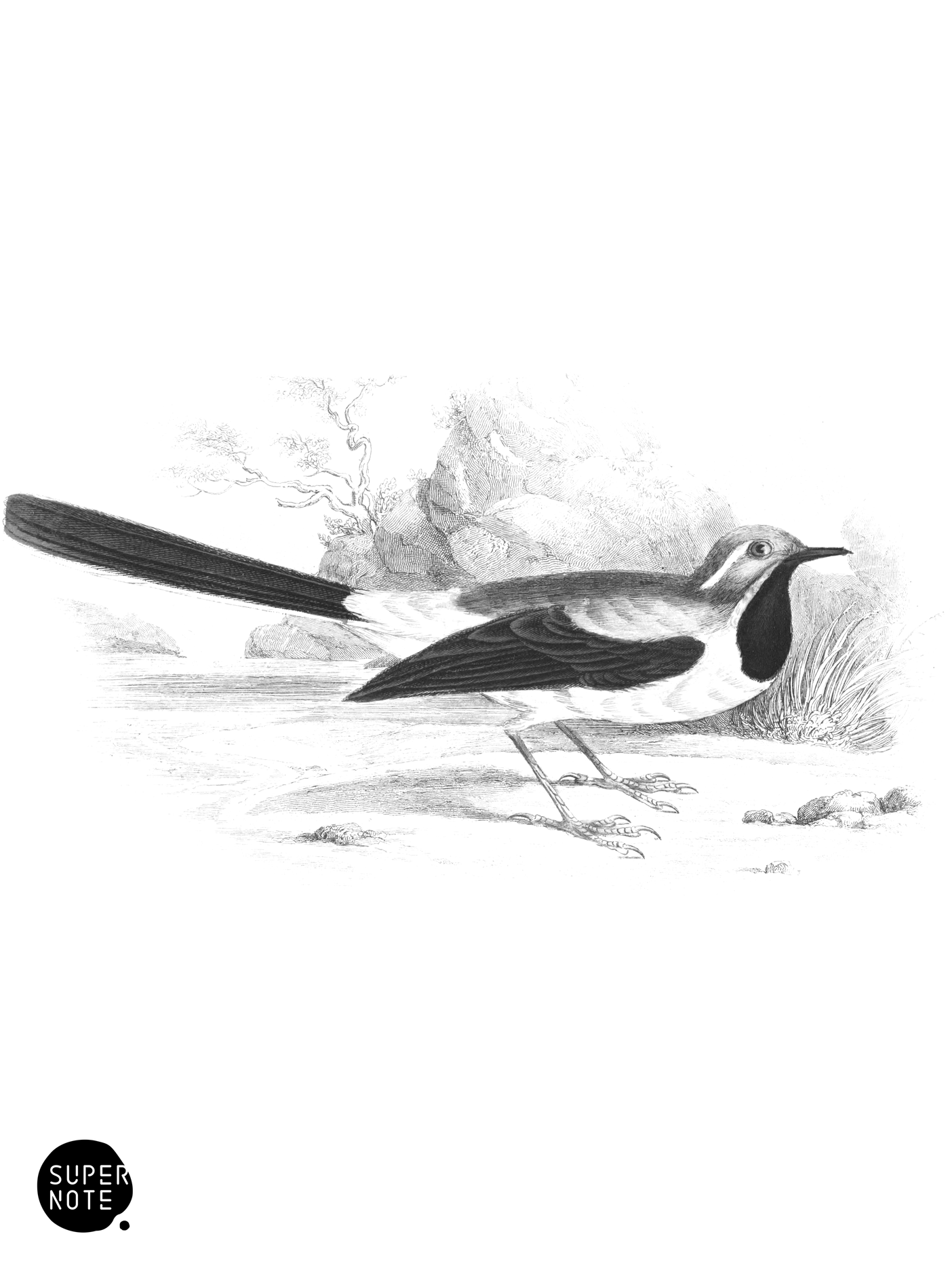 Gray Wagtail (vol-24 plate-10).png