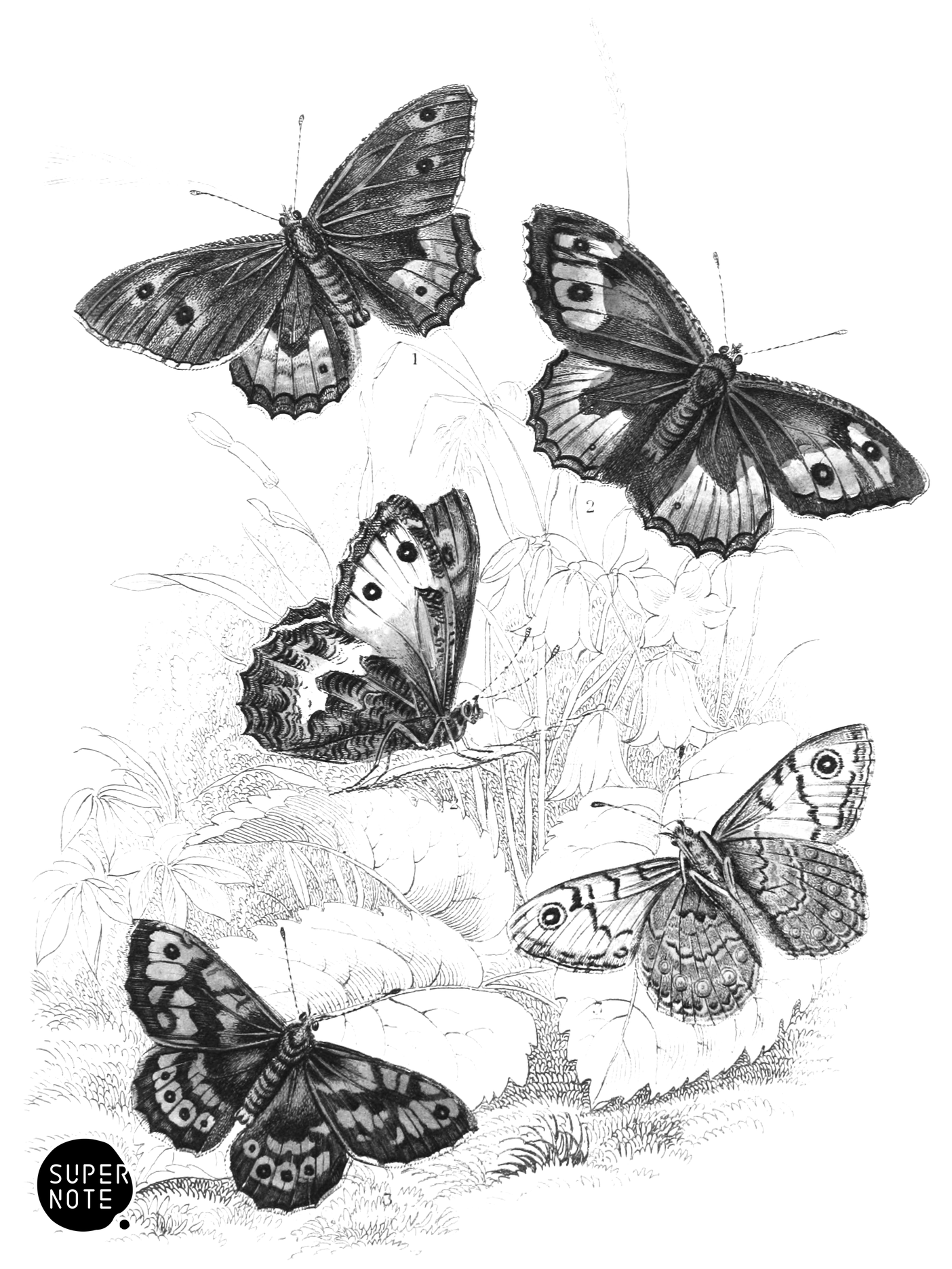 Grayling & Wall Butterfly (vol-10 plate-22).png