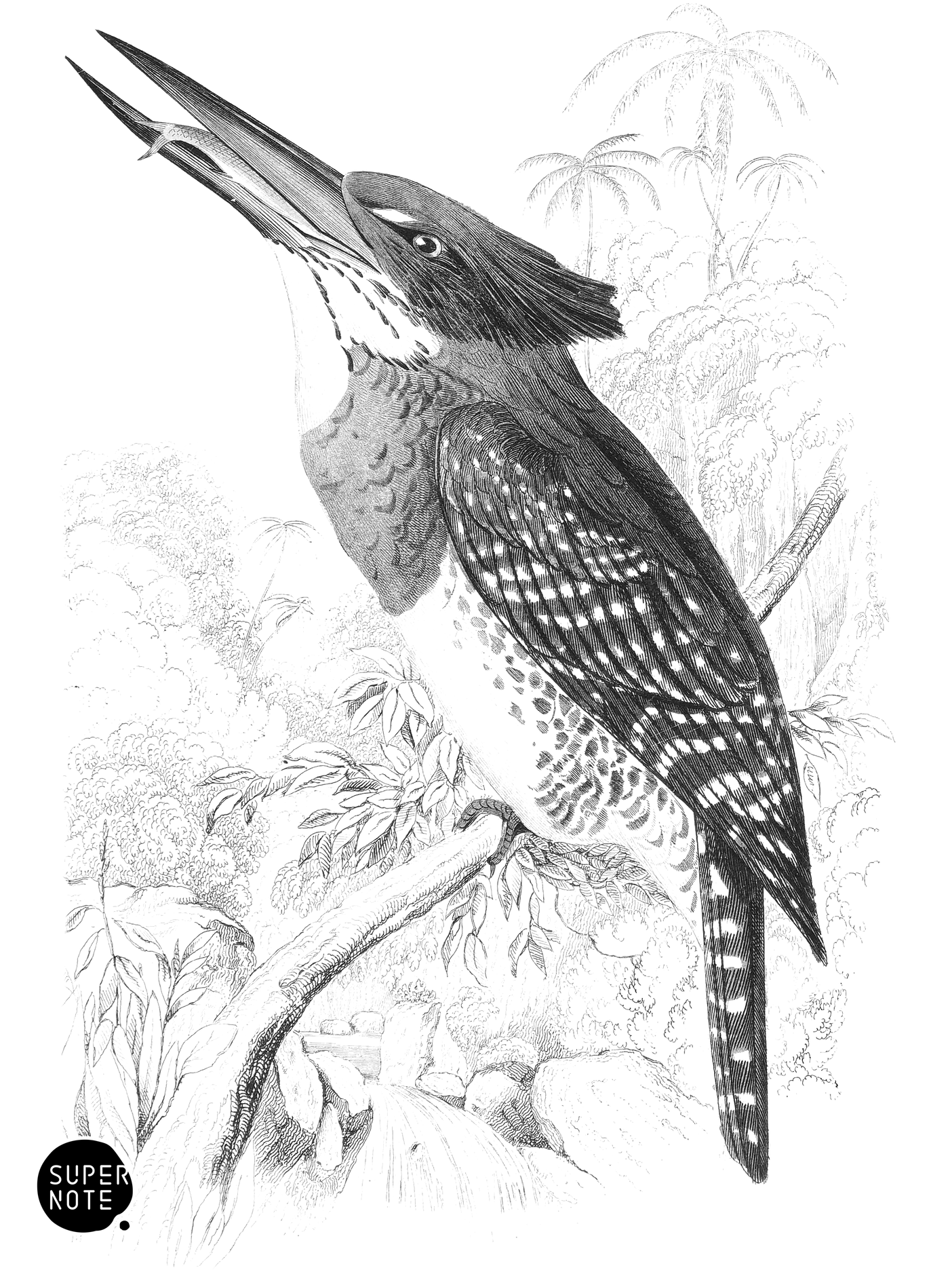 Great African Kingfisher (vol-19 plate-11).png