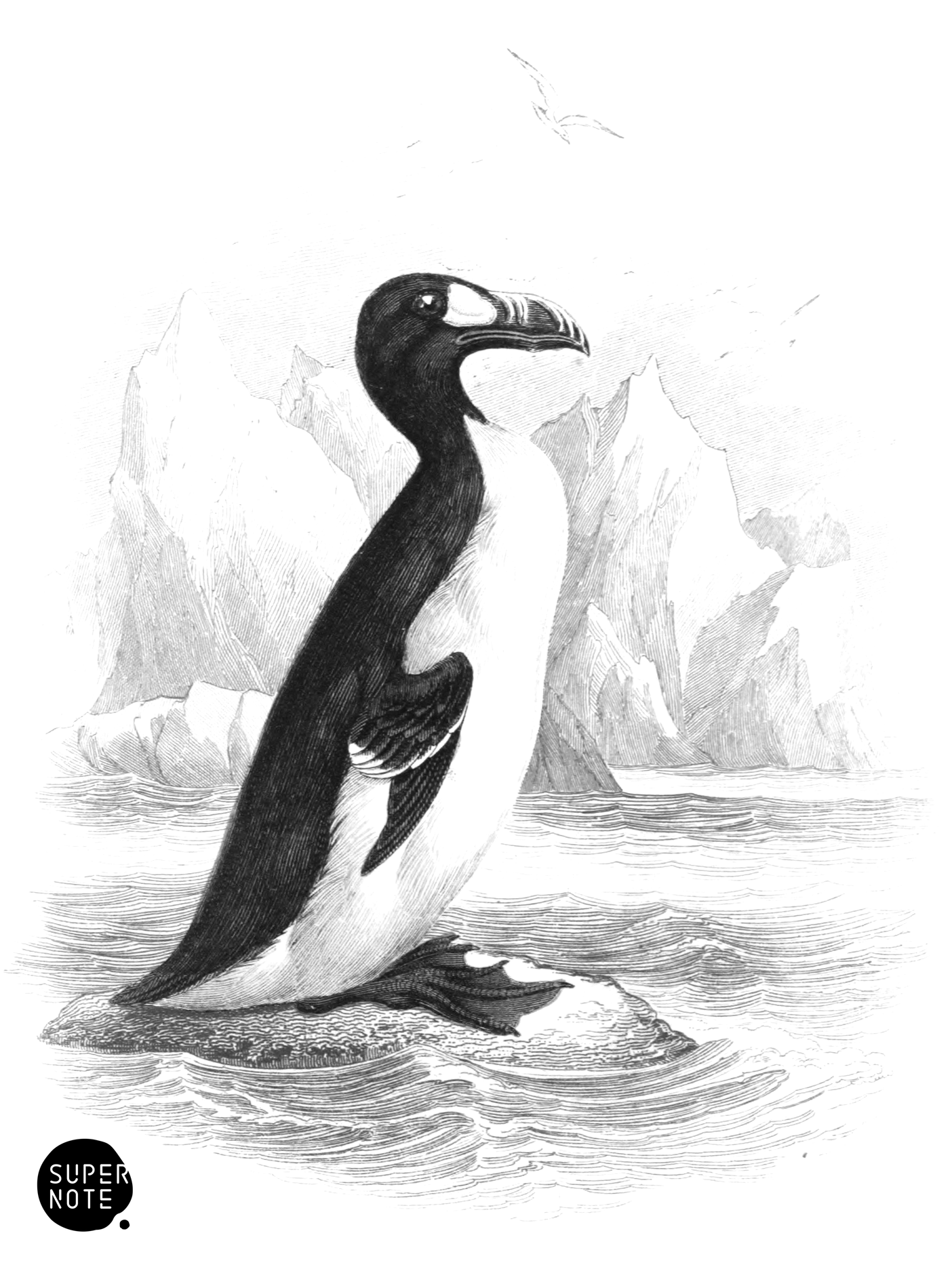 Great Auk (vol-40 plate-16).png