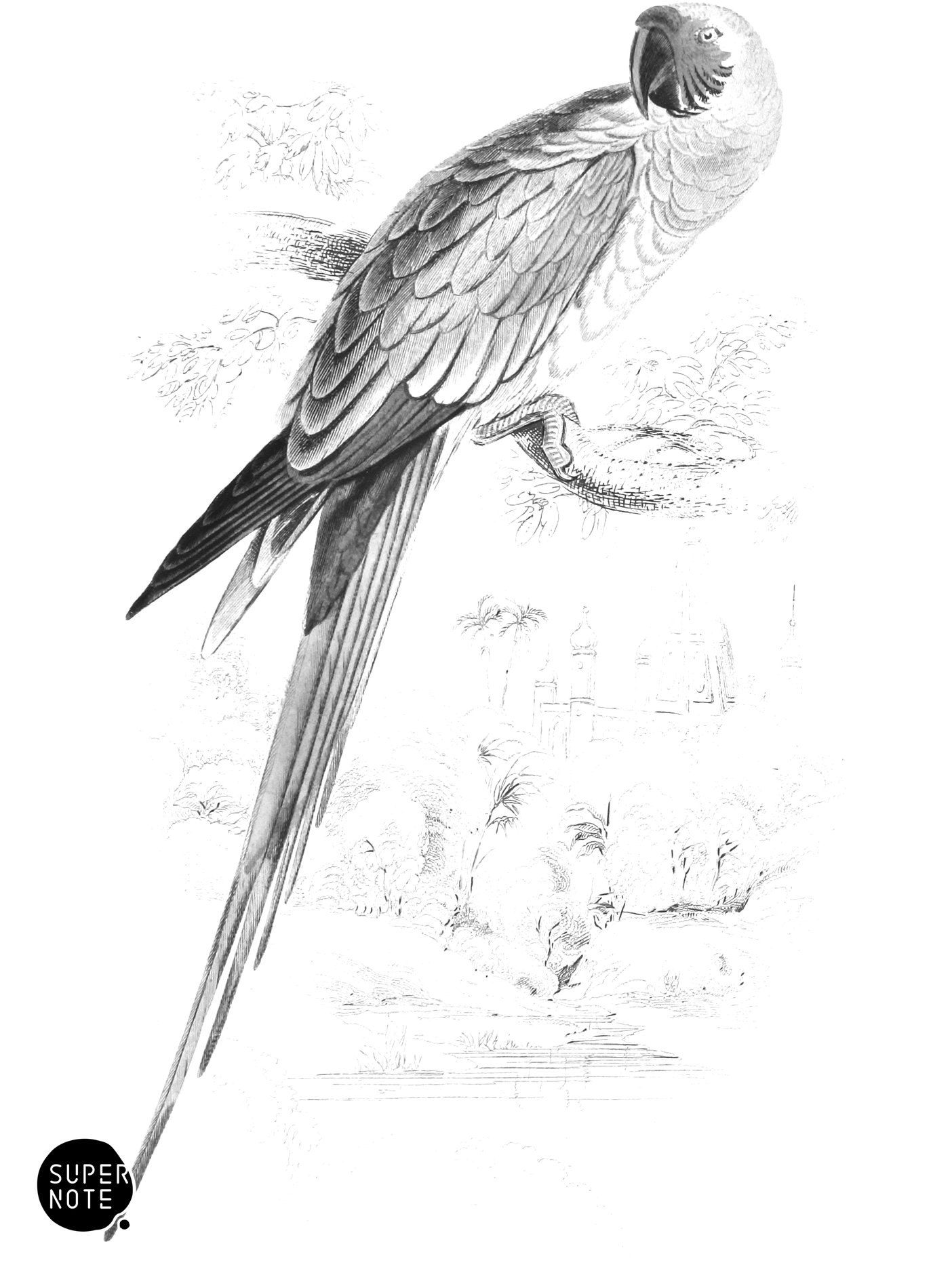 Great Green Maccaw (vol-15 plate-5).png