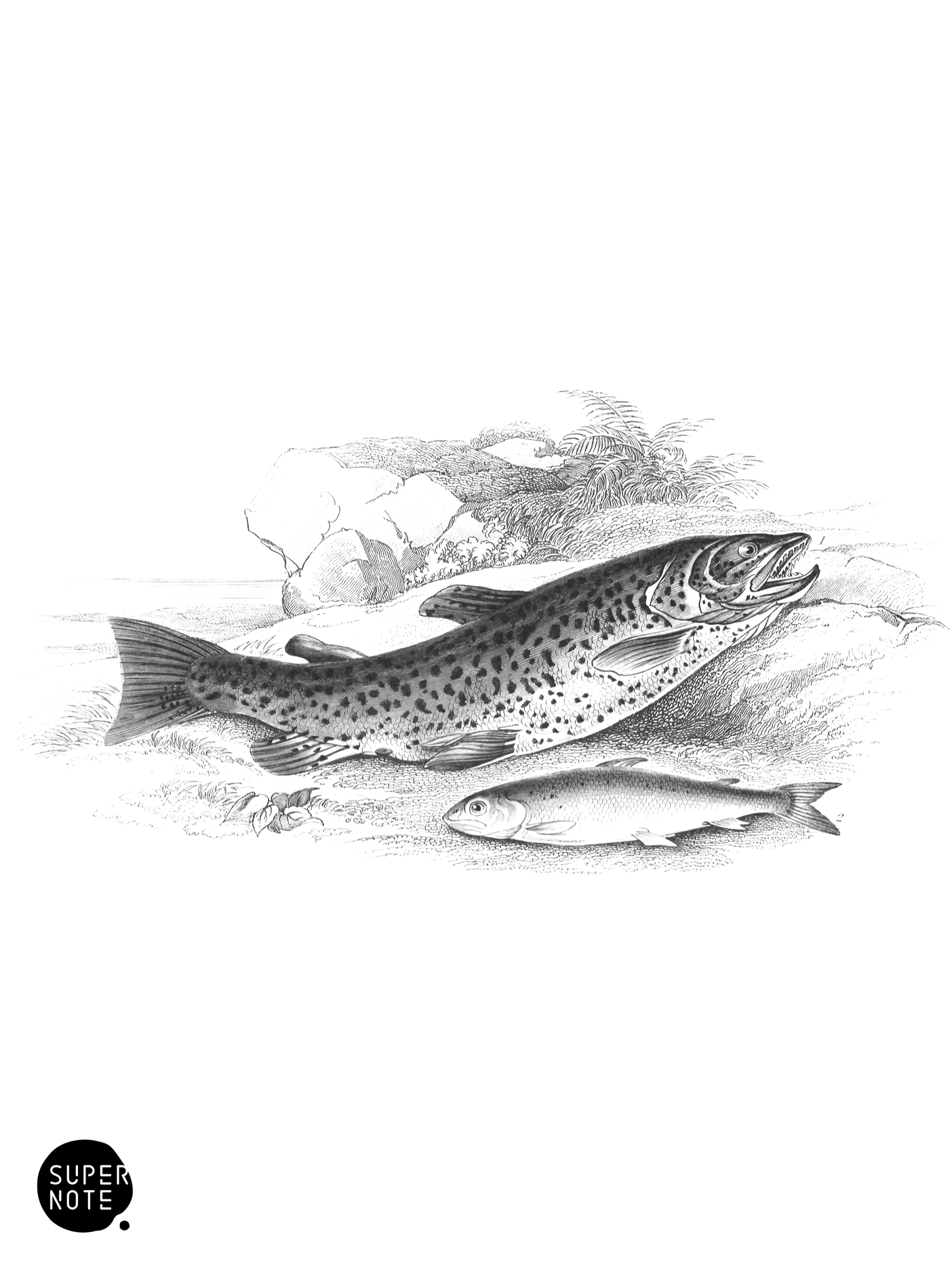 Great Loch Trout & Salmon-Trout or Phinock (vol-37 plate-33).png