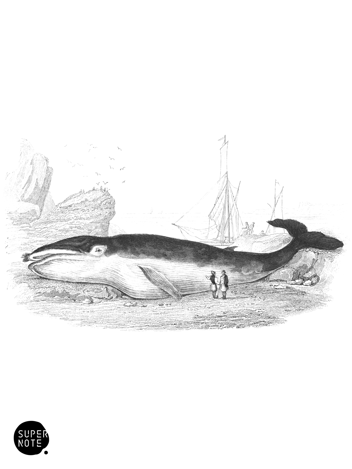 Great Northern Rorqual (vol-16 plate-5).png