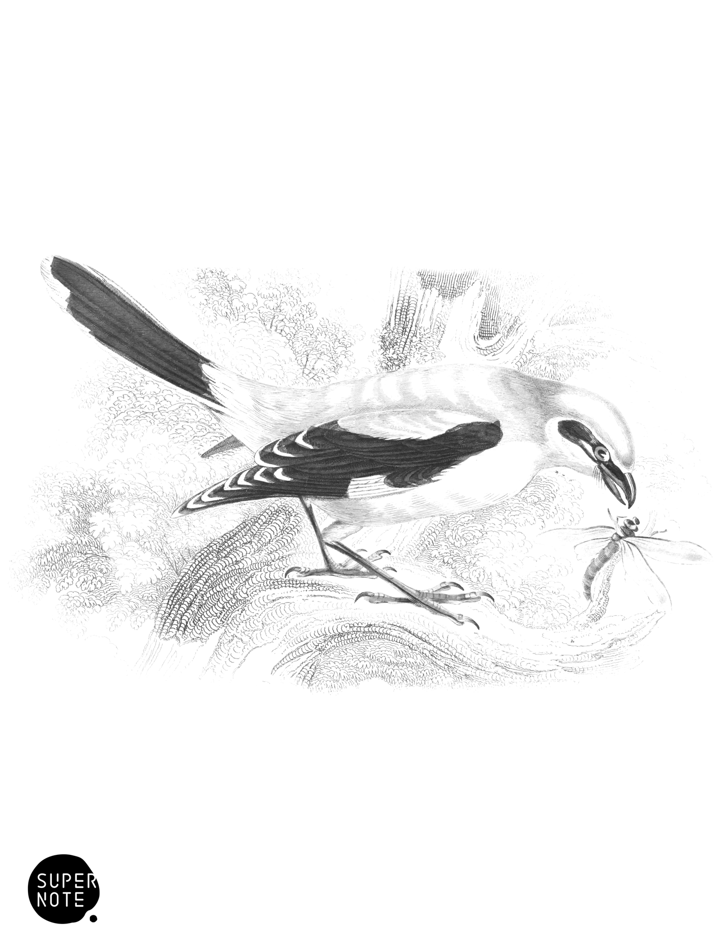 Great or Ash-Coloured Shrike (vol-24 plate-1).png