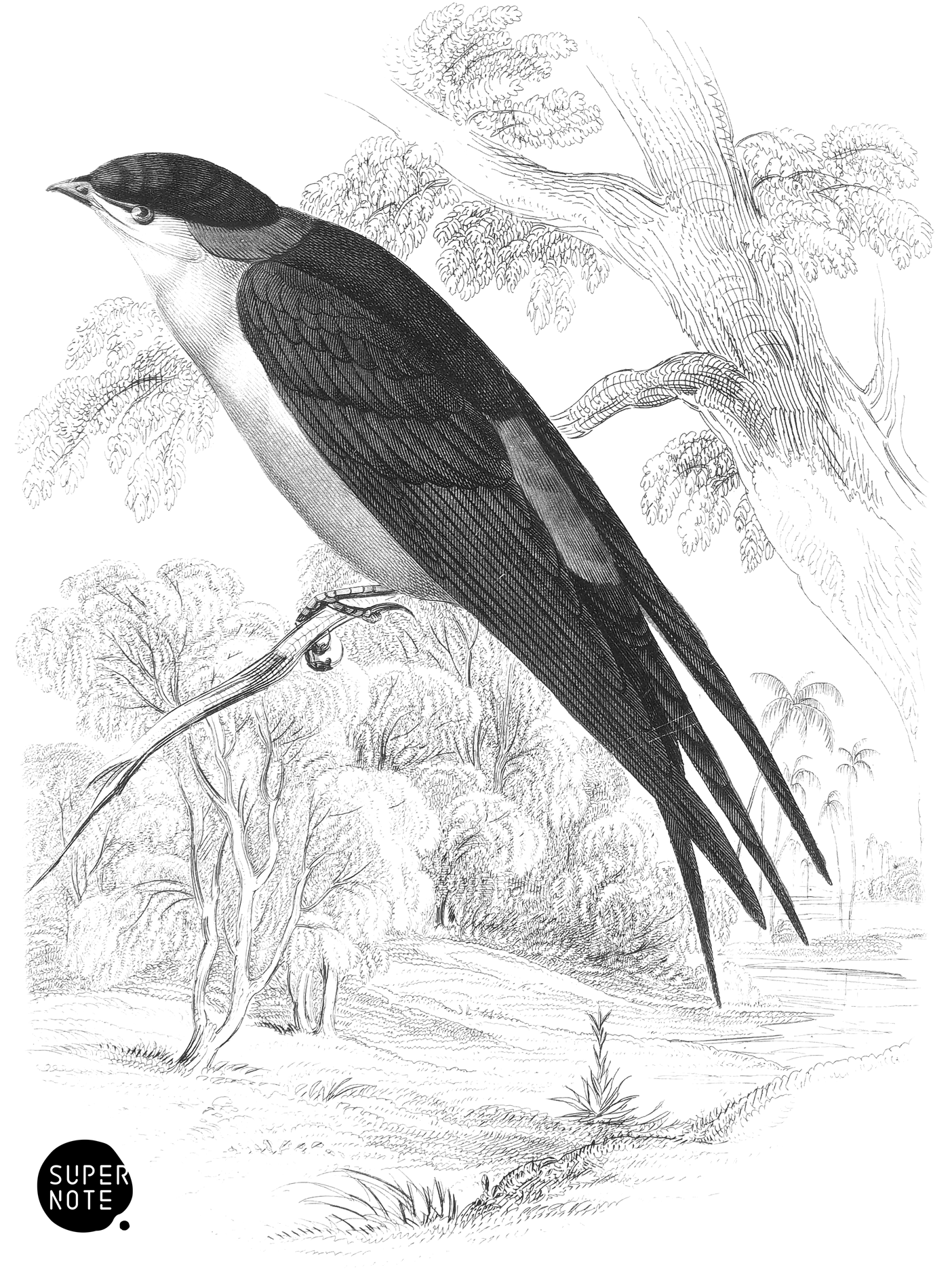 Great Senegal Swallow (vol-19 plate-6).png