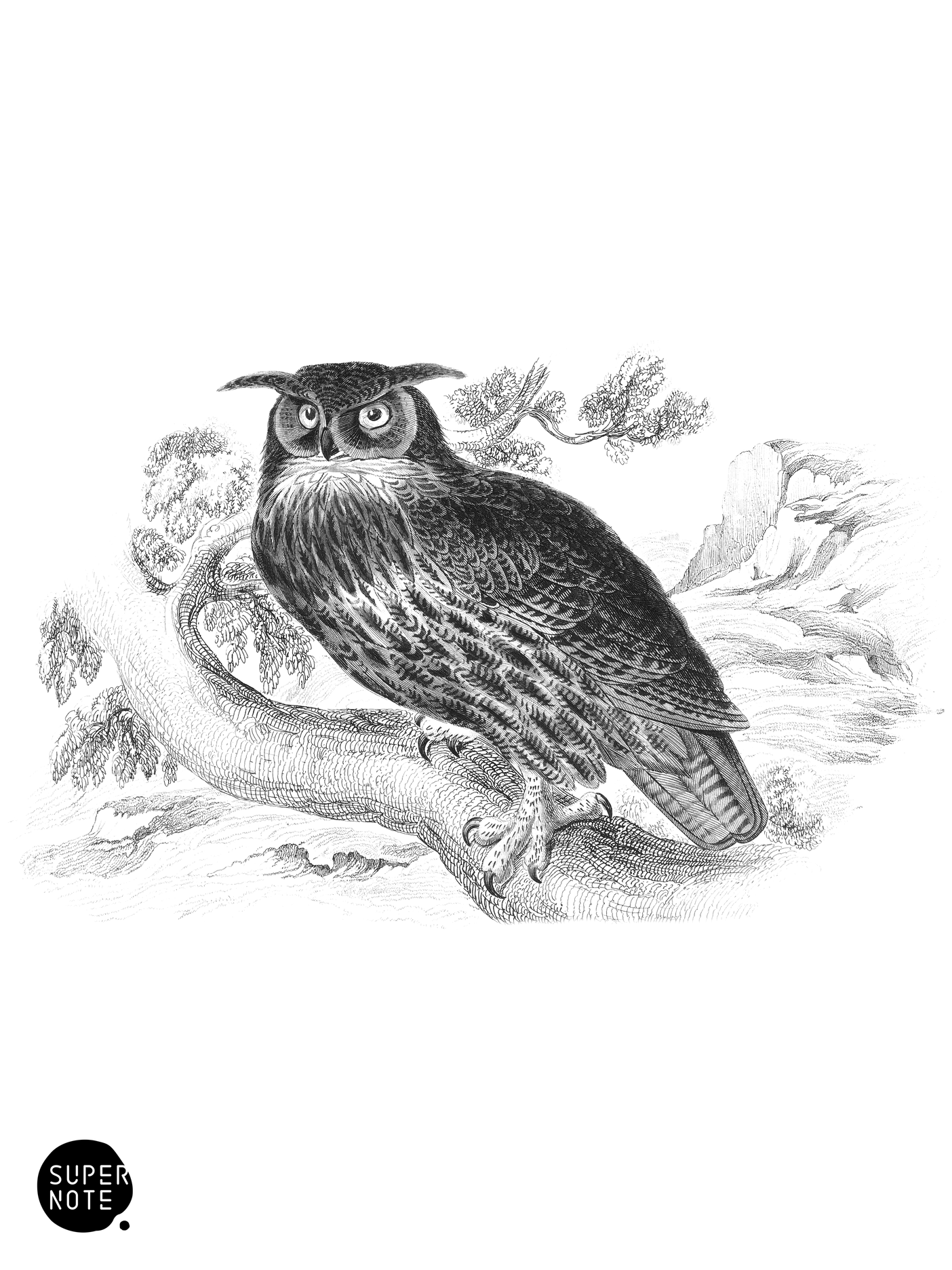 Great-Eared Owl, or Eagle Owl (vol-20 plate-32).png