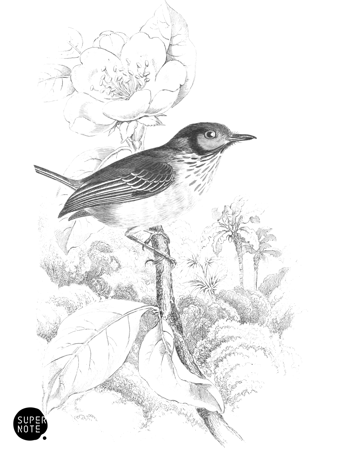 Great-Headed Tody (vol-21 plate-19).png