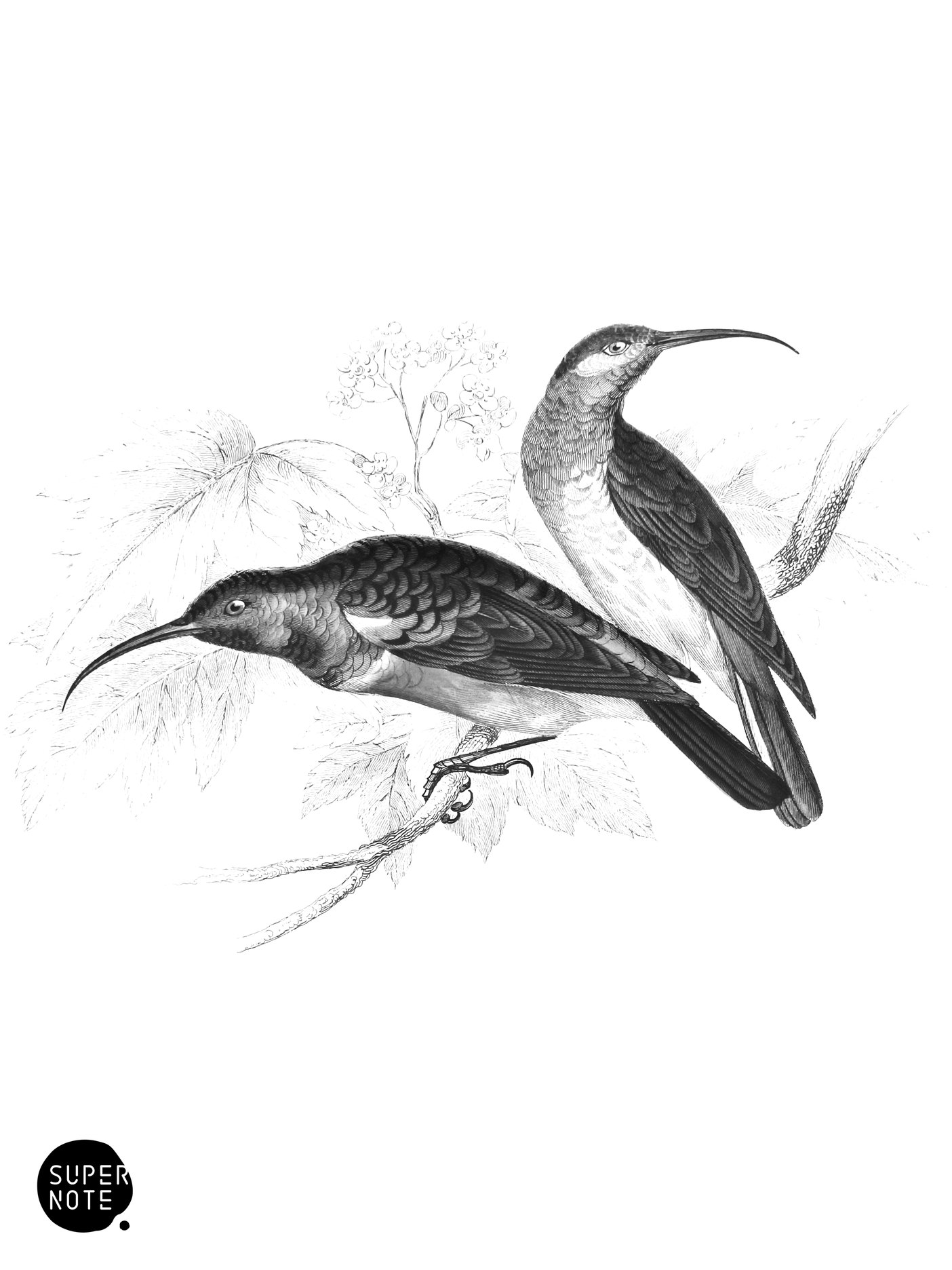 Greater Double-Collared Sun-Birds (vol-36 plate-2).png