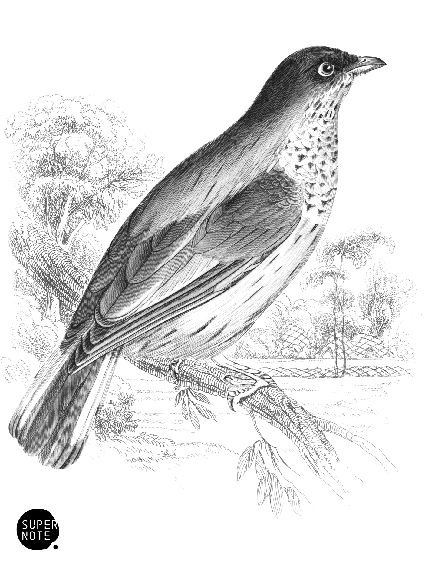 Greater Honey-Guide (vol-26 plate-25).png