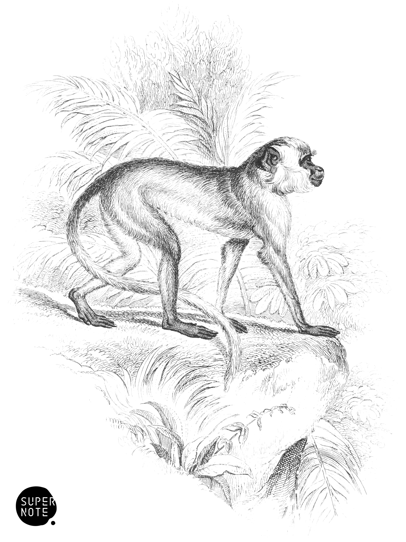 Green Monkey (vol-02 plate-13-cw).png