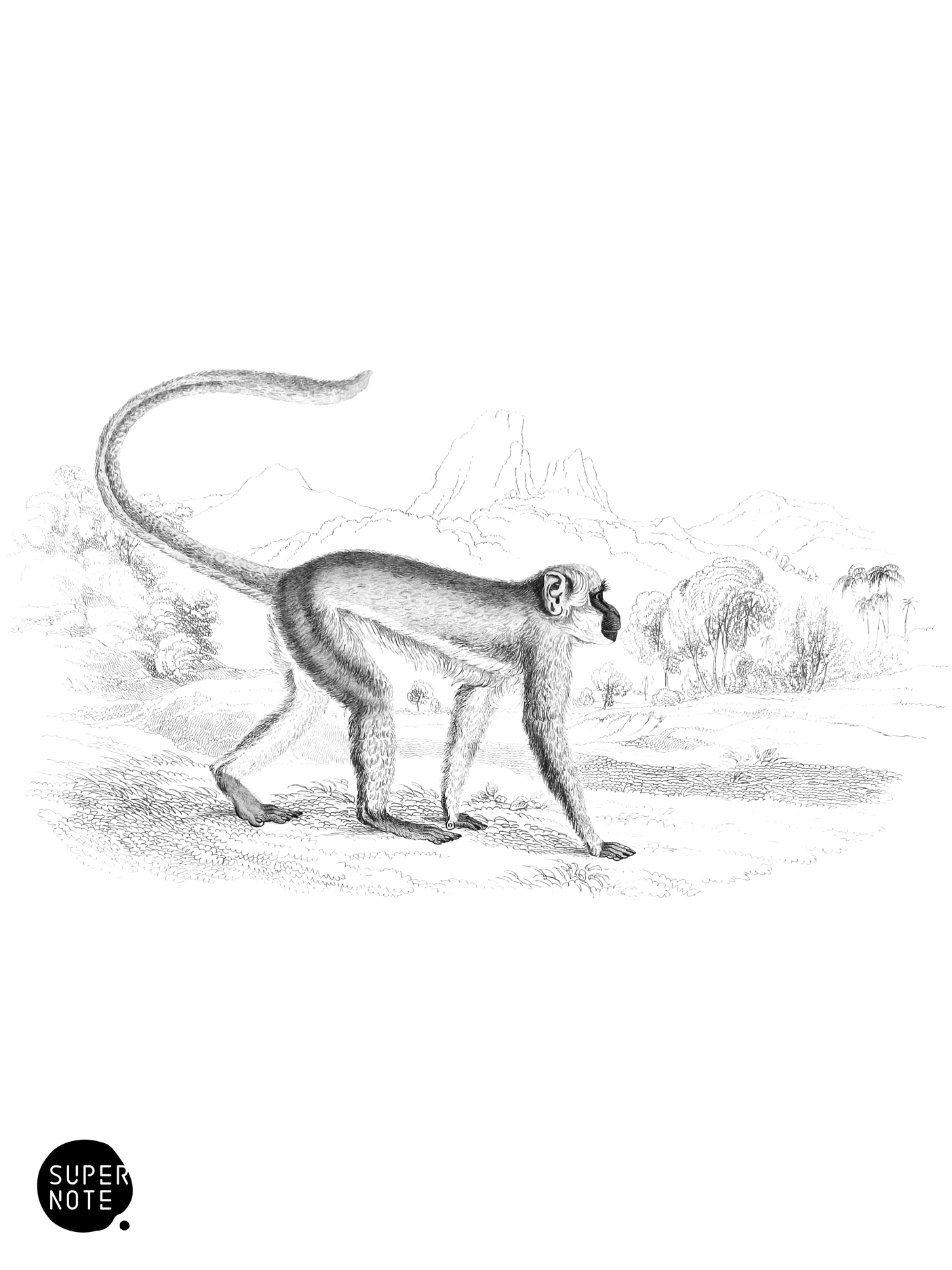 Green Monkey (vol-02 plate-13-lizars).png