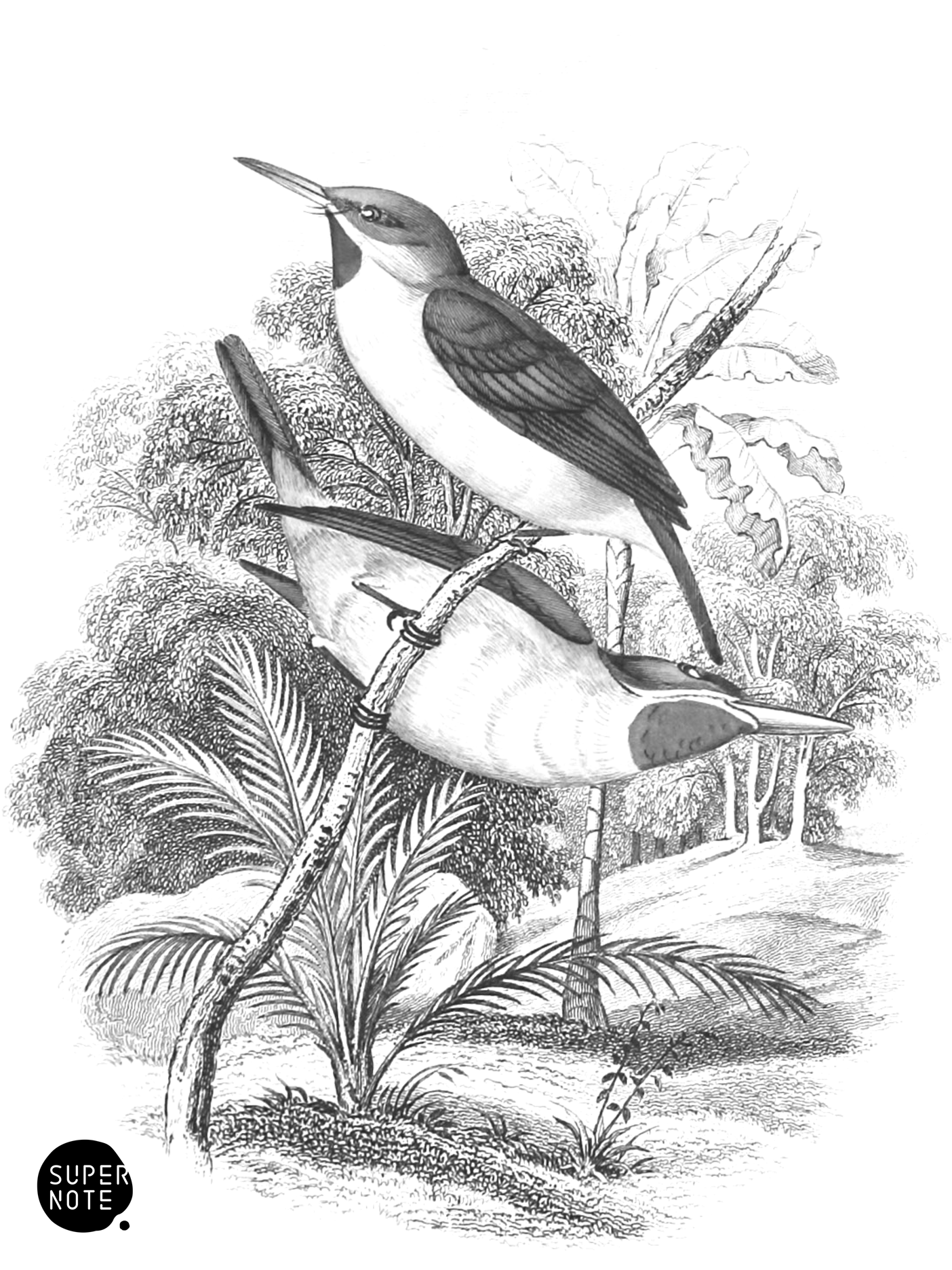 Green Tody (vol-21 vignette).png