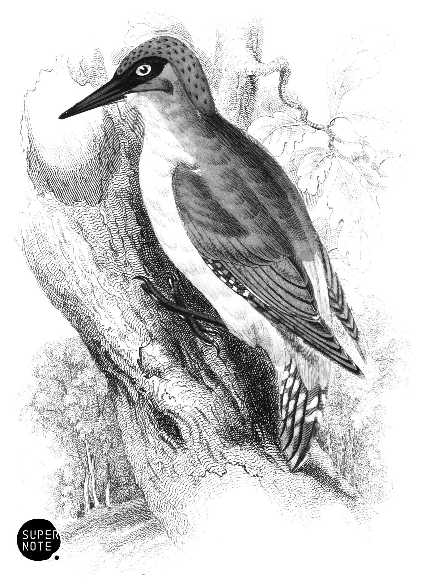 Green Woodpecker (vol-24 plate-21).png