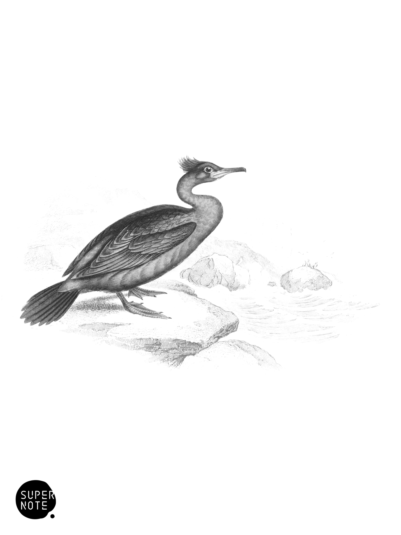 Green-Crested Cormorant (vol-40 plate-20).png