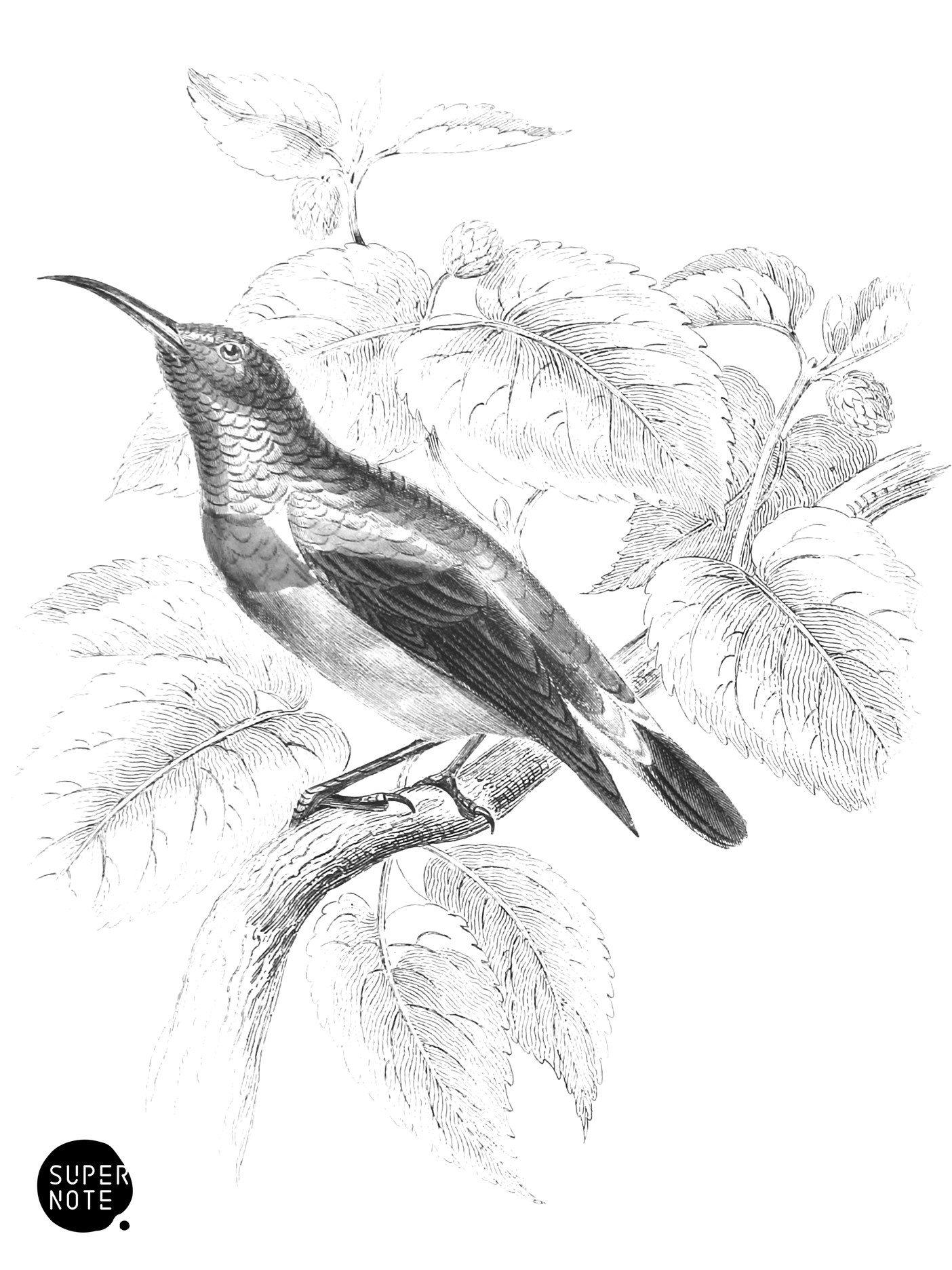Green-Rumped Double-Collared Sun-Bird (vol-36 plate-3).png