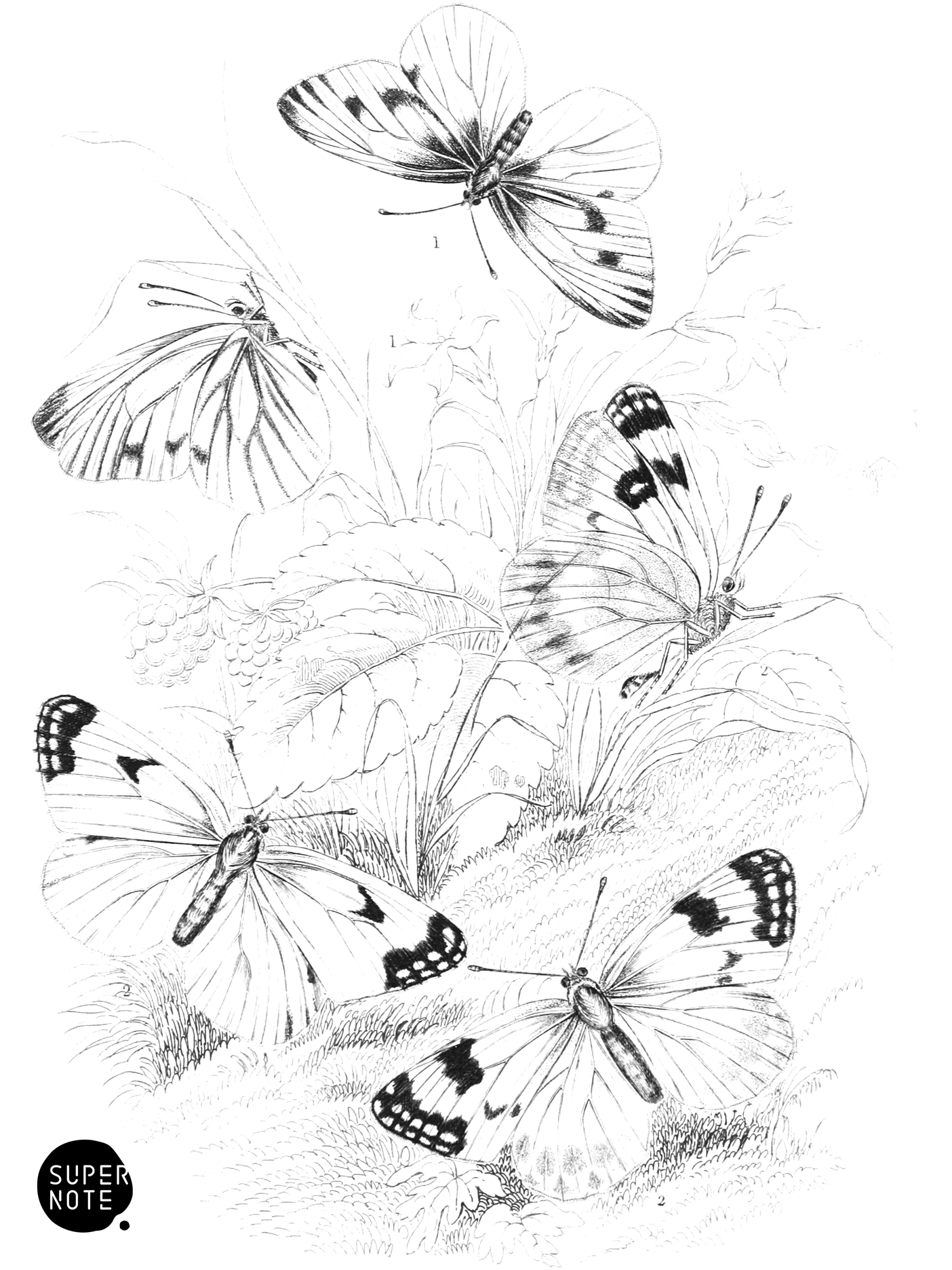 Green-Veined & Bath White Butterflies (vol-10 plate-9).png