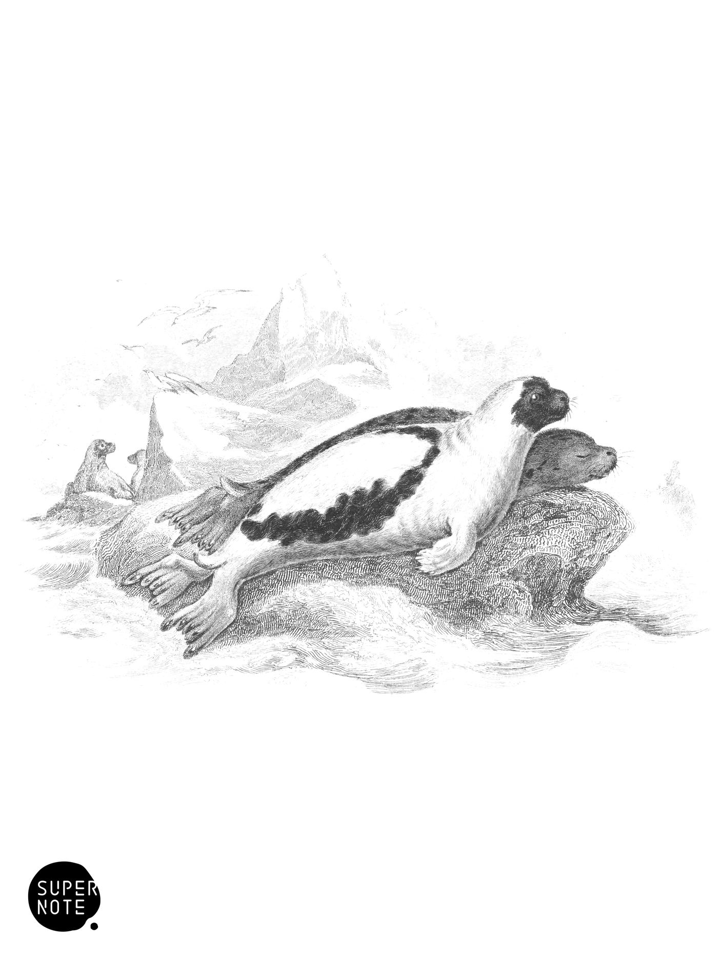 Greenland or Harp Seal (vol-22 plate-19).png