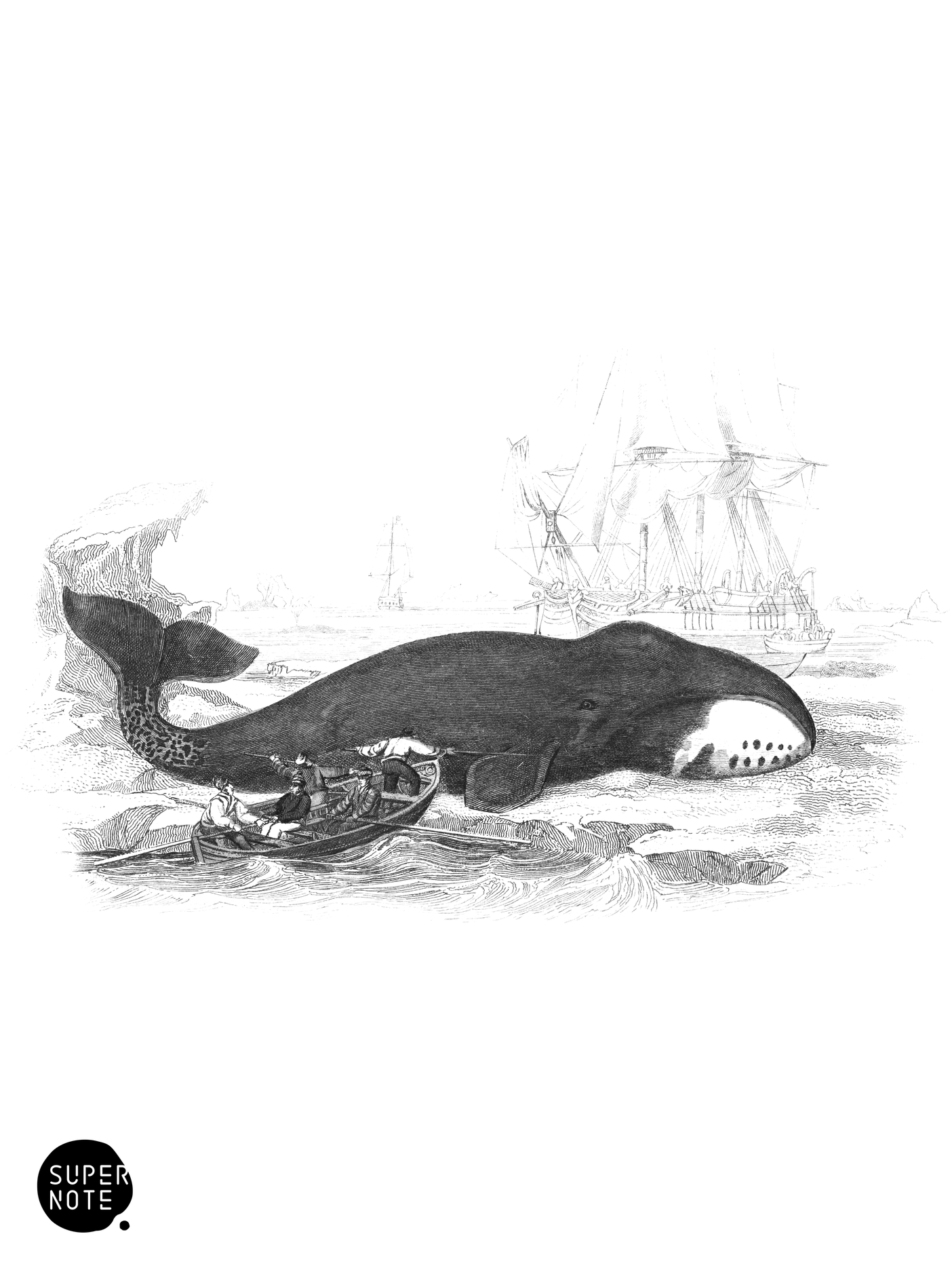 Greenland Whale (vol-16 plate-2).png