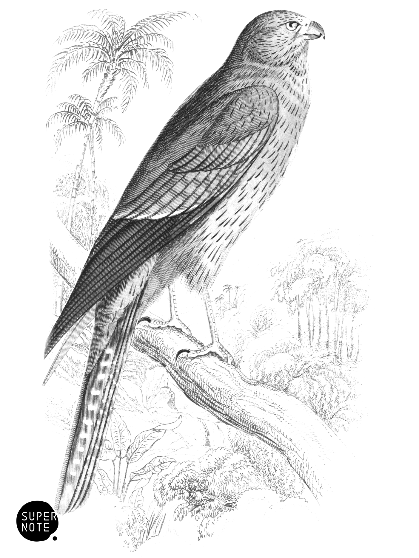 Grey Falcon (vol-17 plate-3).png