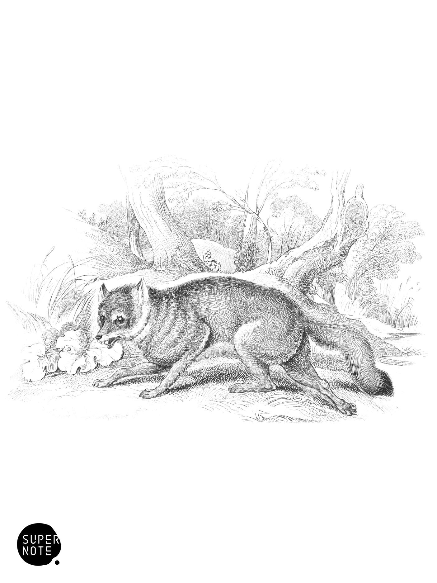 Grey Fox (vol-28 plate-22-star).png