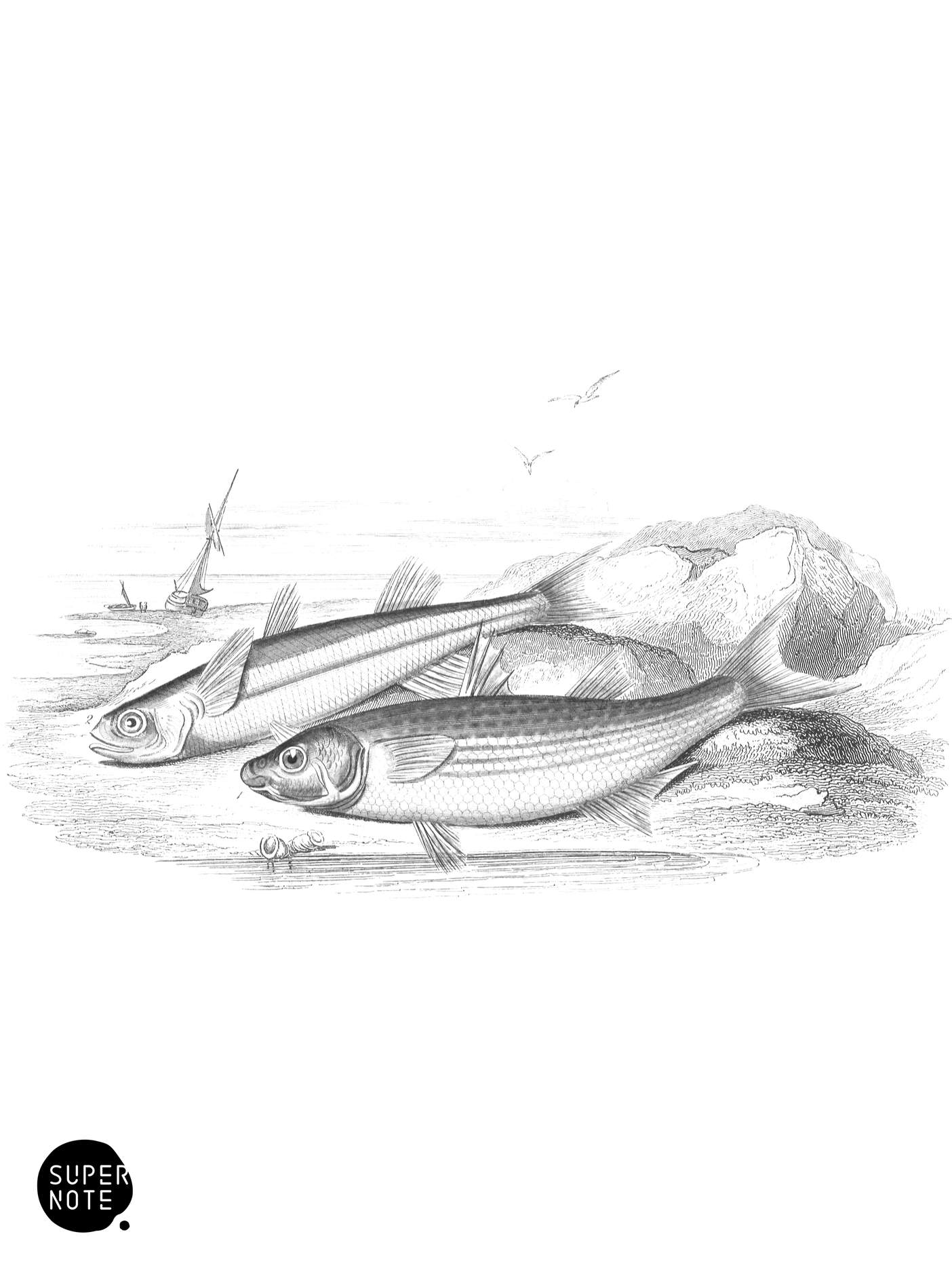 Grey Mullet & Atherine, or Sand-Smelt (vol-37 plate-17).png