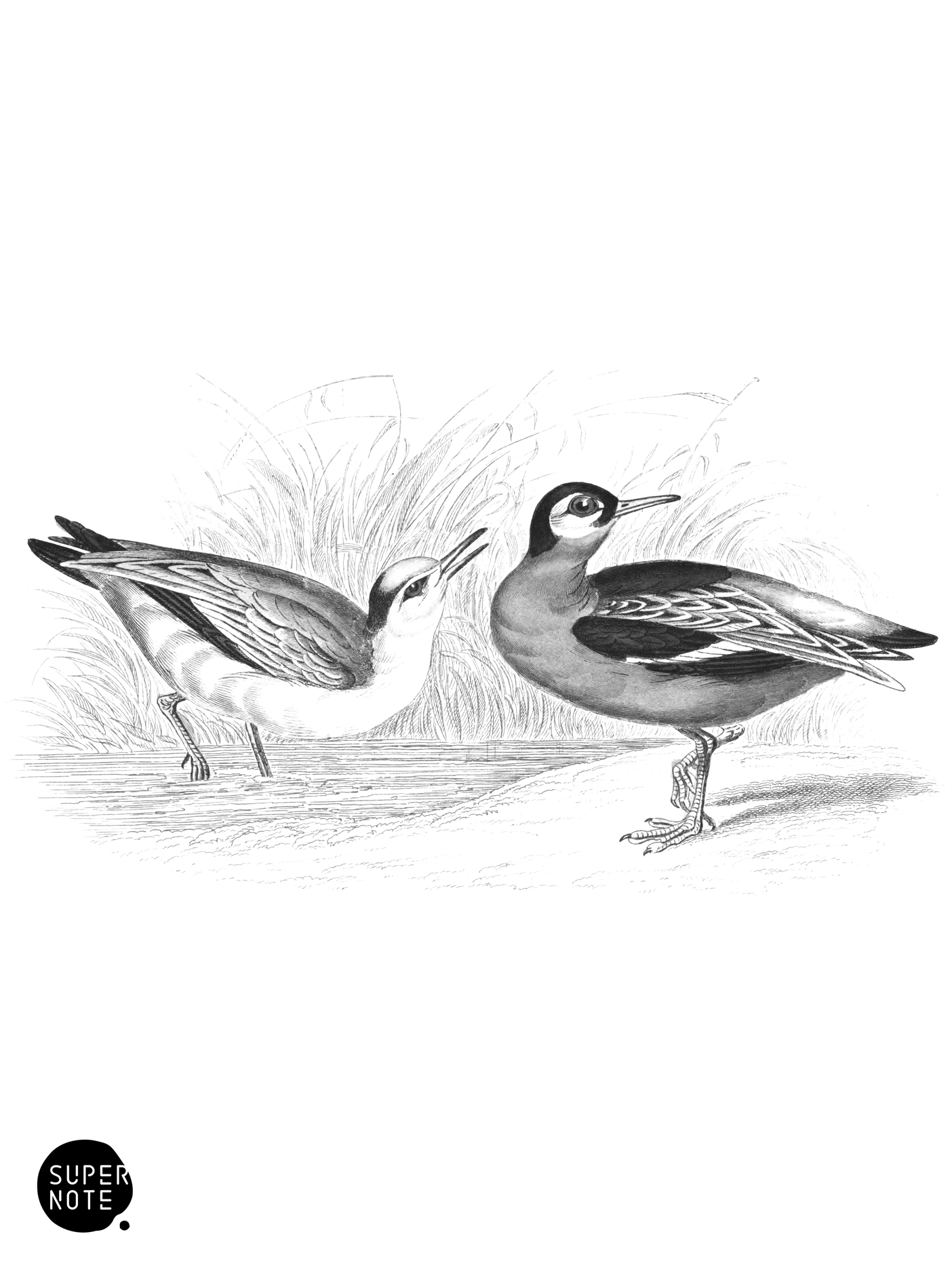 Grey Phalarope (vol-34 plate-19).png