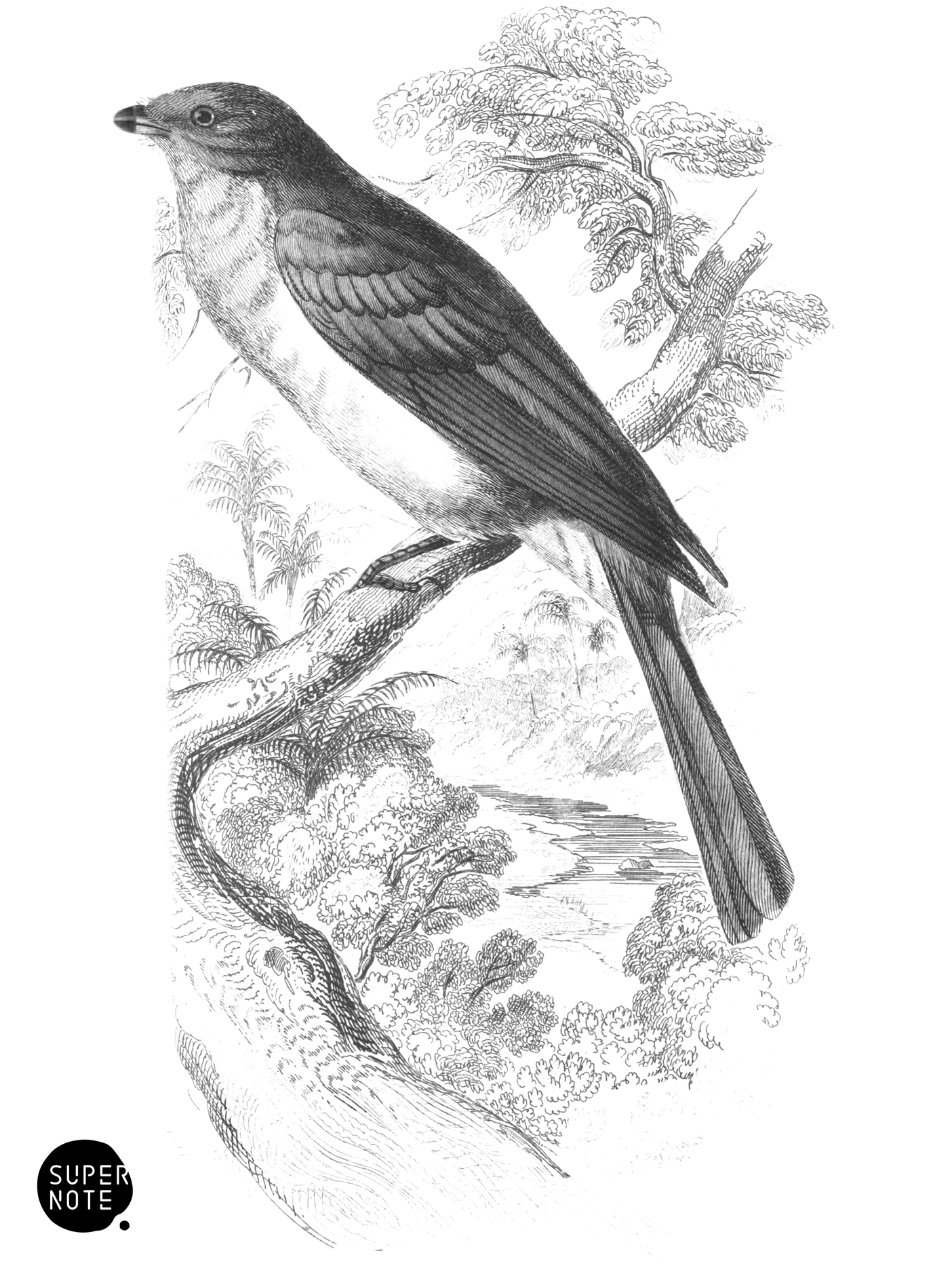 Grey Piha (vol-21 plate-2).png