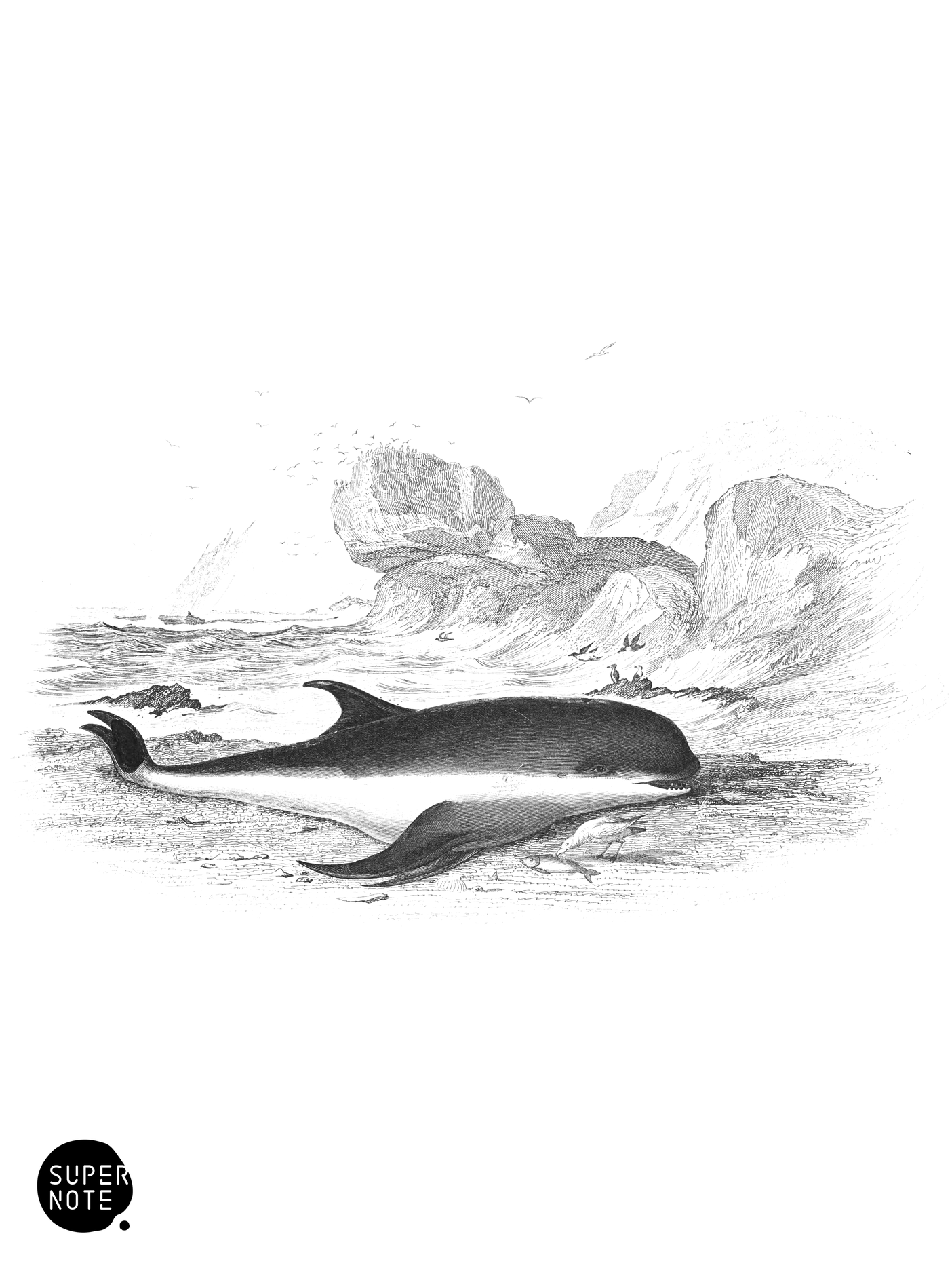 Grey Porpoise (vol-16 plate-21).png