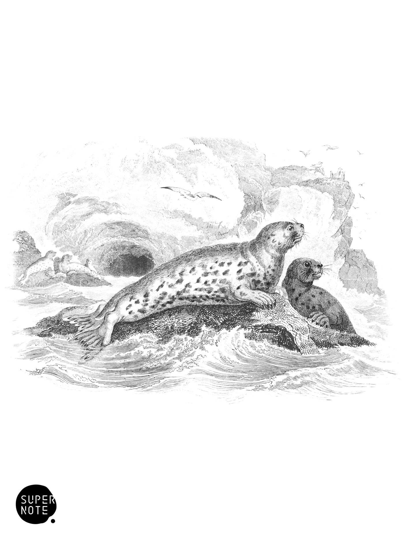 Grey Seal (vol-23 plate-10).png