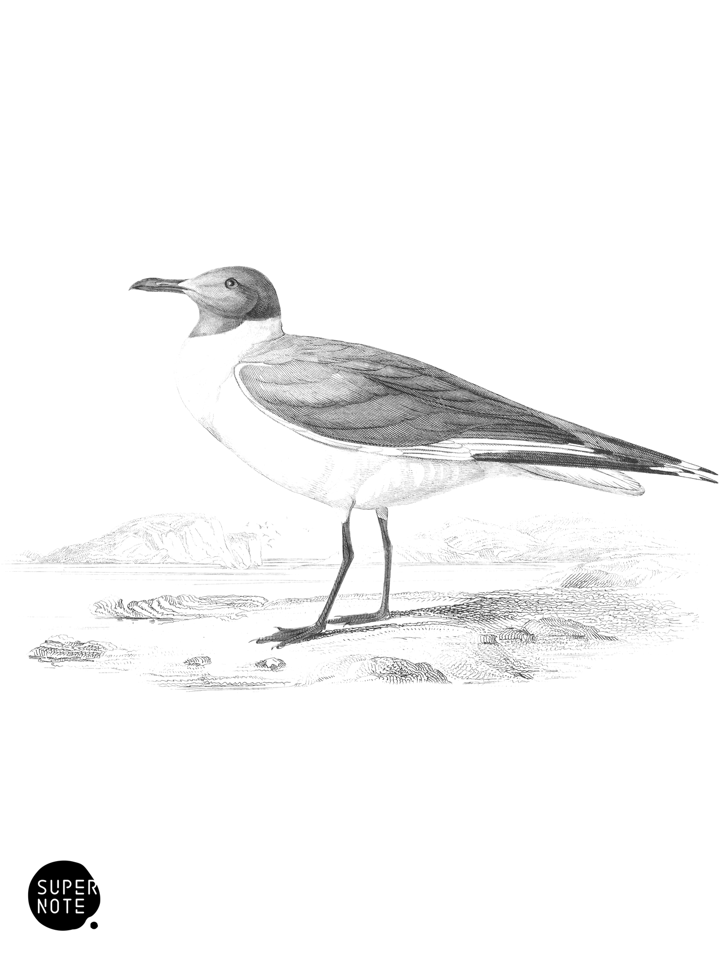 Grey-Capped Gull (vol-19 plate-29).png