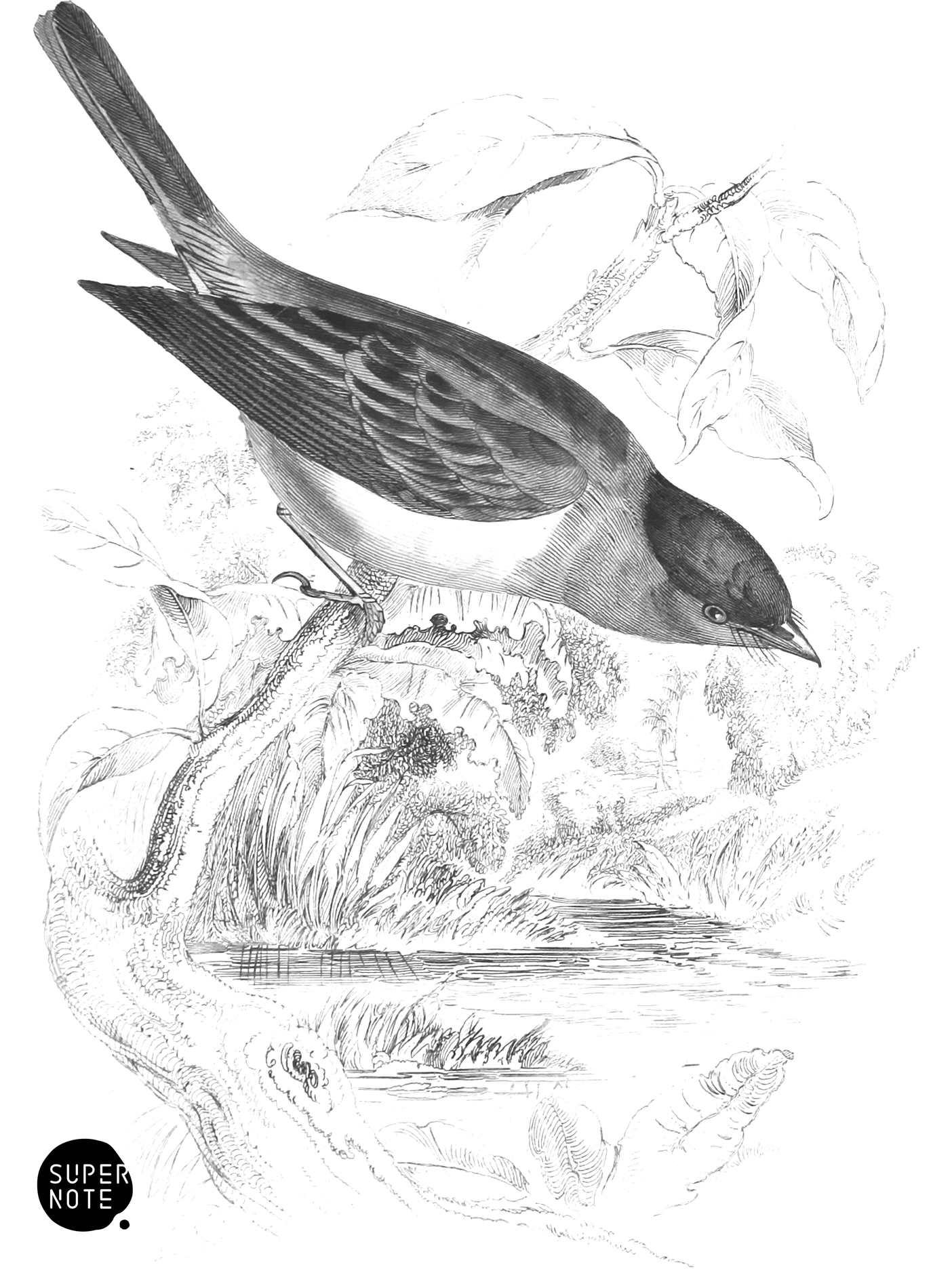 Grey-Headed Flycatcher (vol-21 plate-23).png