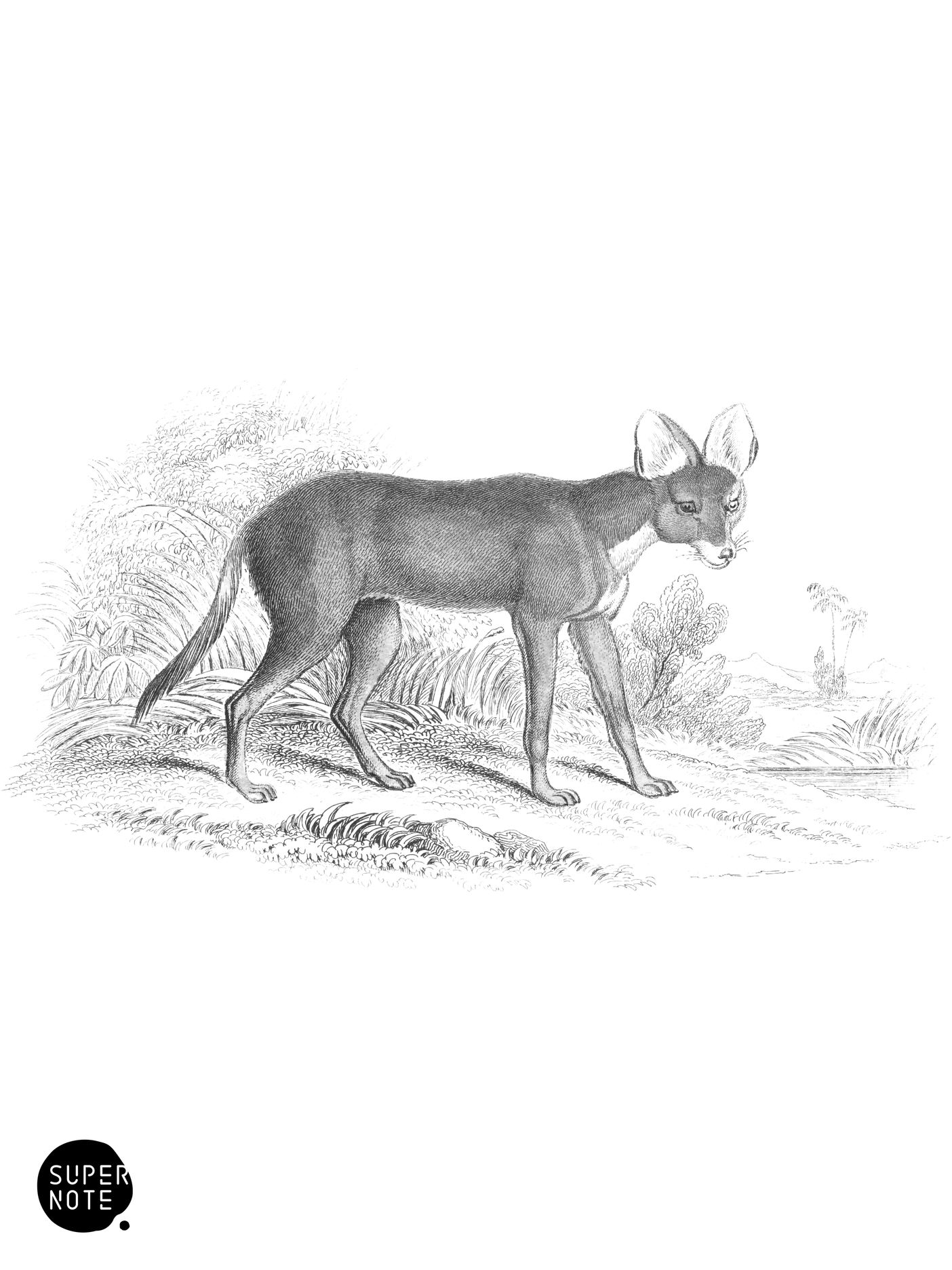 Greyhound Dhole (vol-35 plate-3).png