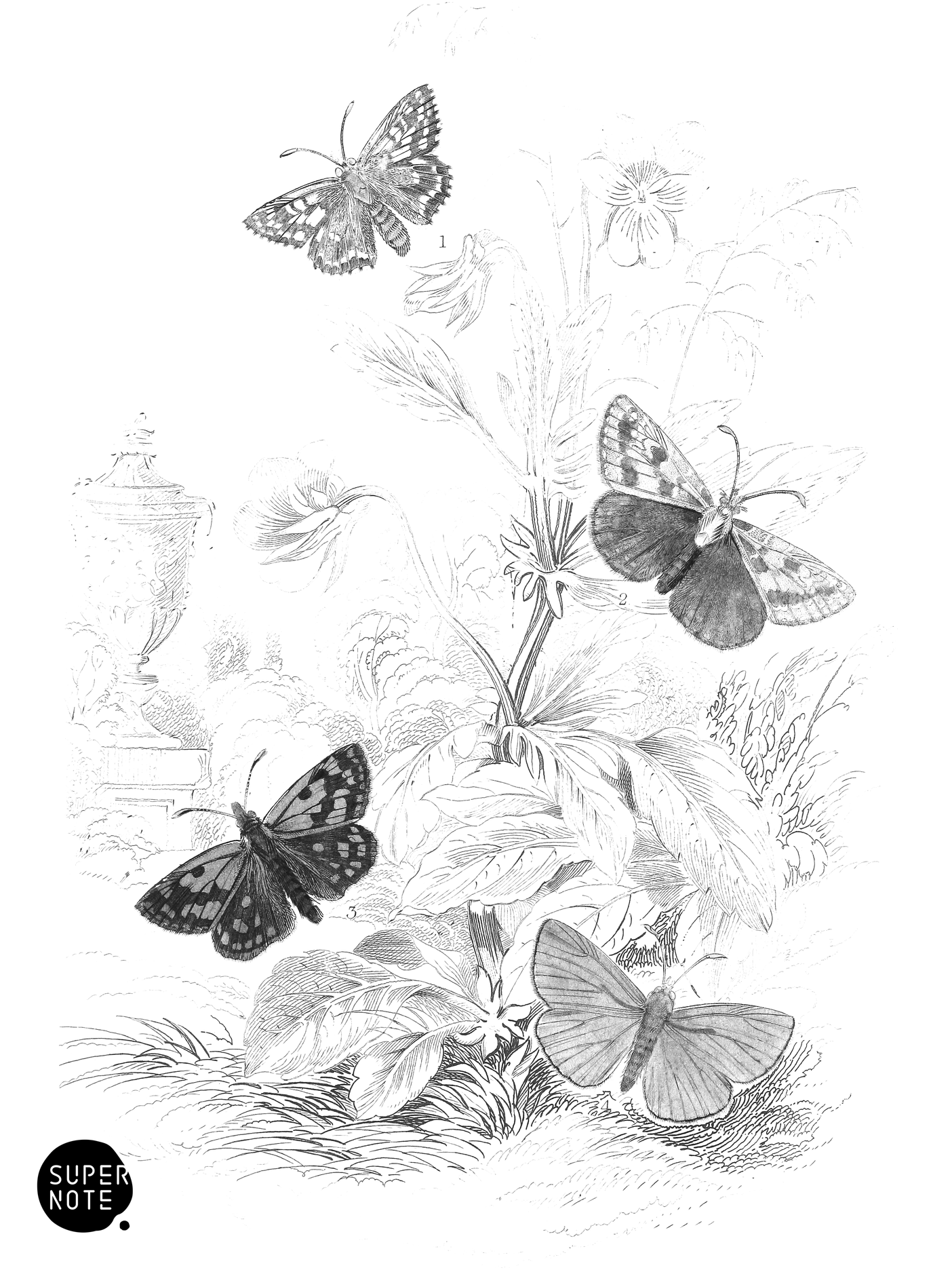 Grizzled, Dingy, Chequered, & Small Skippers (vol-14 plate-1).png