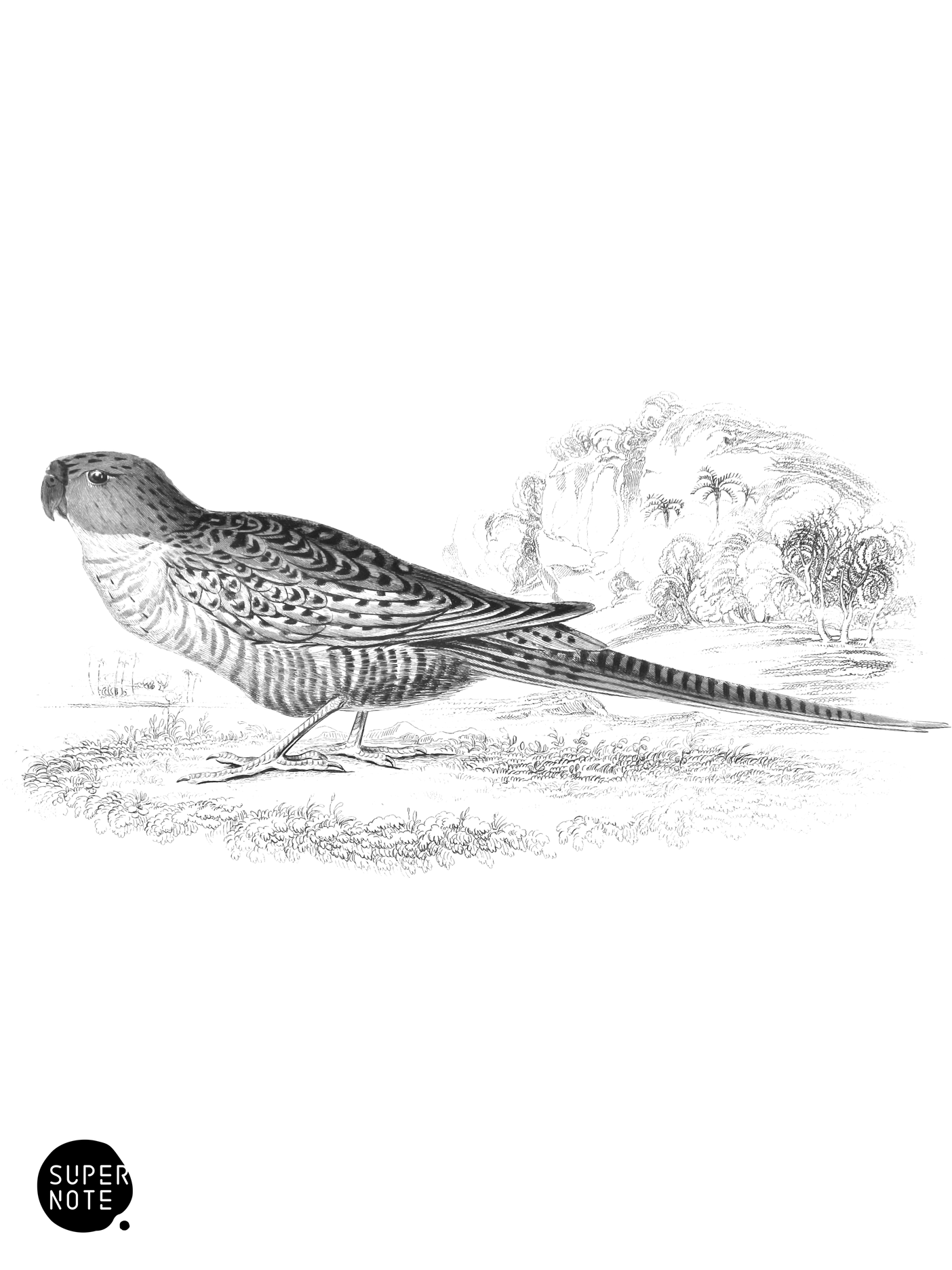 Ground Parrot (vol-15 plate-29).png