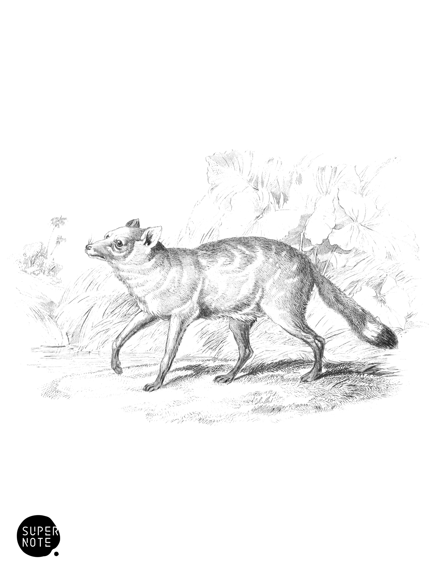 Guaraxa Aguara Fox (vol-25 plate-28).png