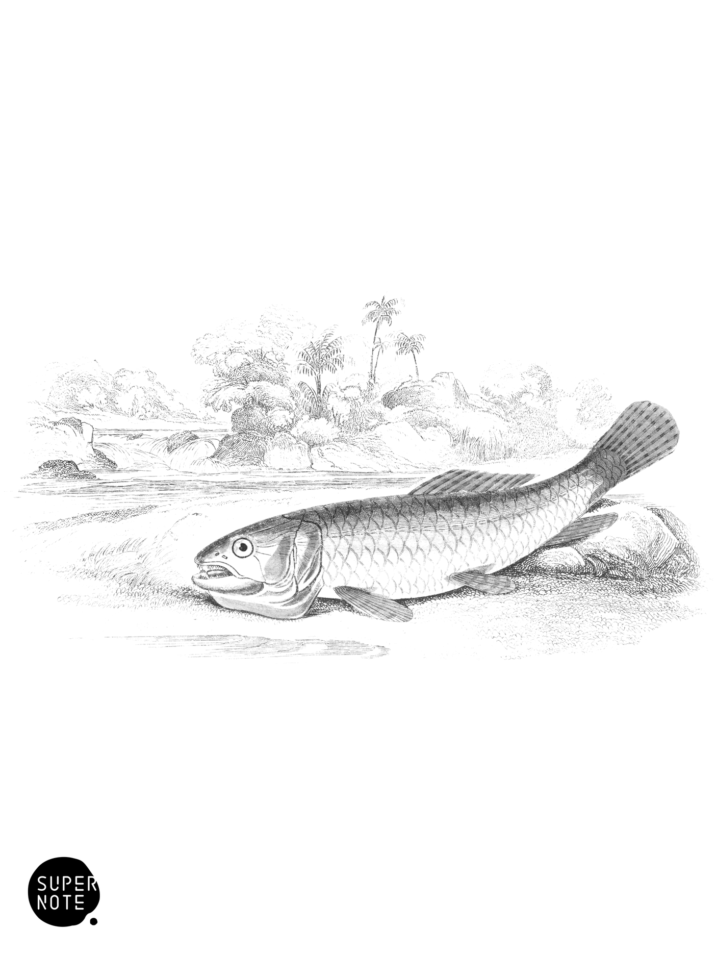Guavina of Tacarigua (vol-38 plate-29).png
