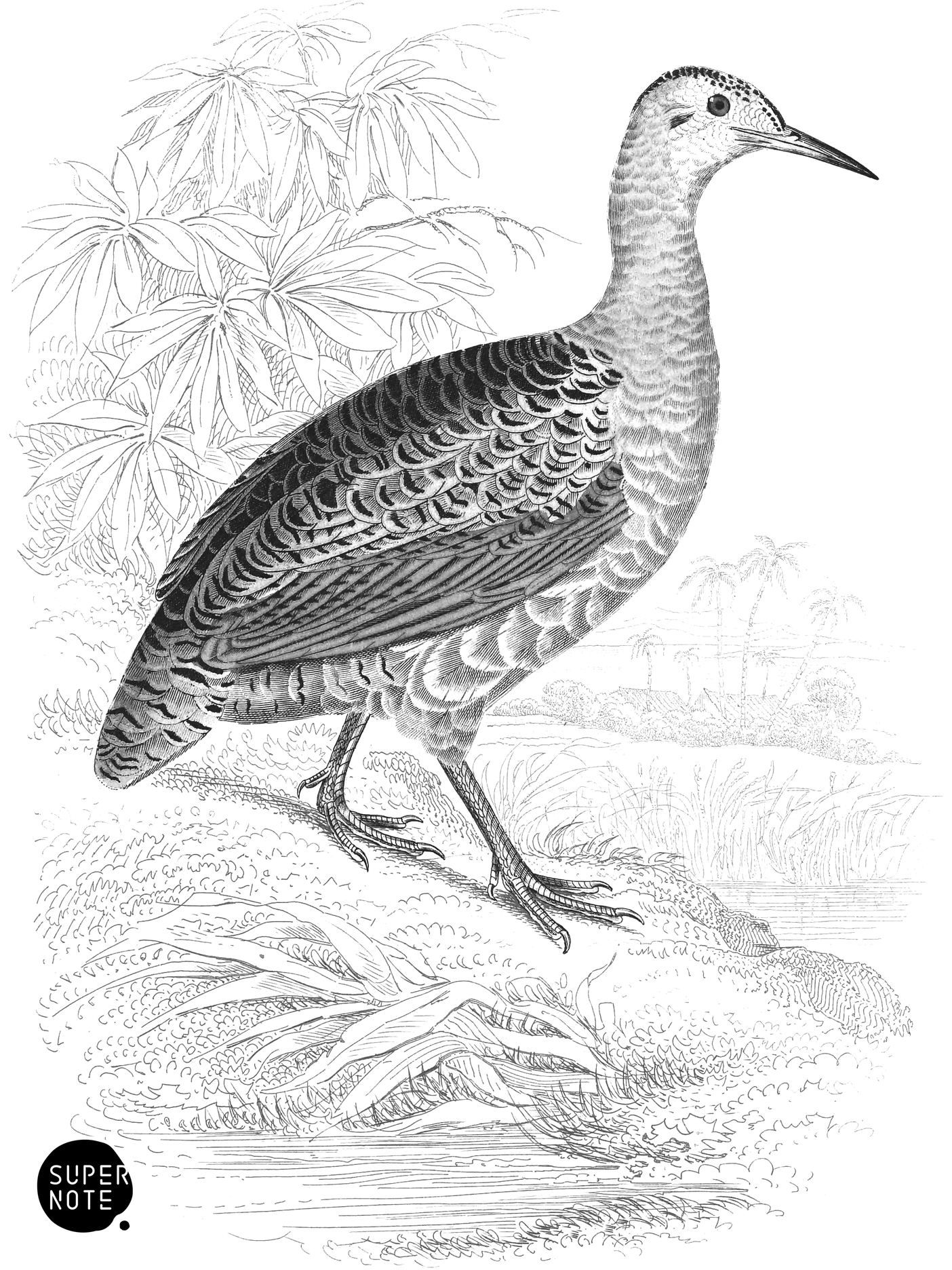 Guazu (vol-06 plate-29).png