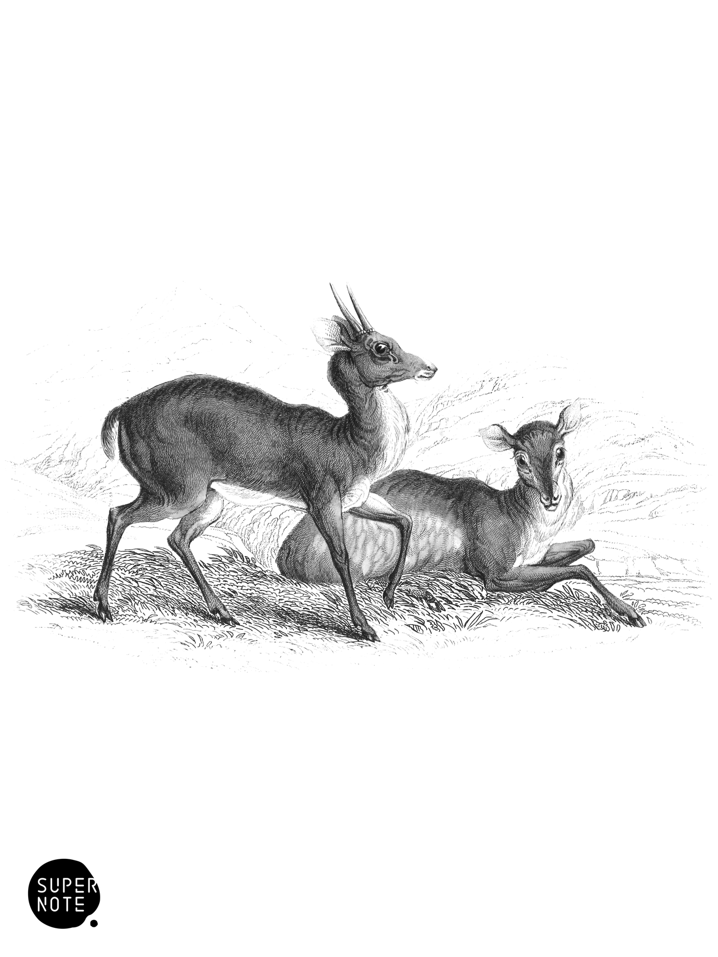 Guazu-Pita (vol-11 plate-18).png