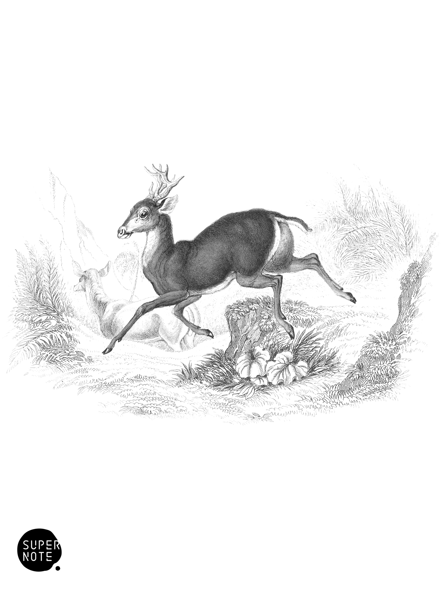 Guazupuco-Deer (vol-11 plate-16).png