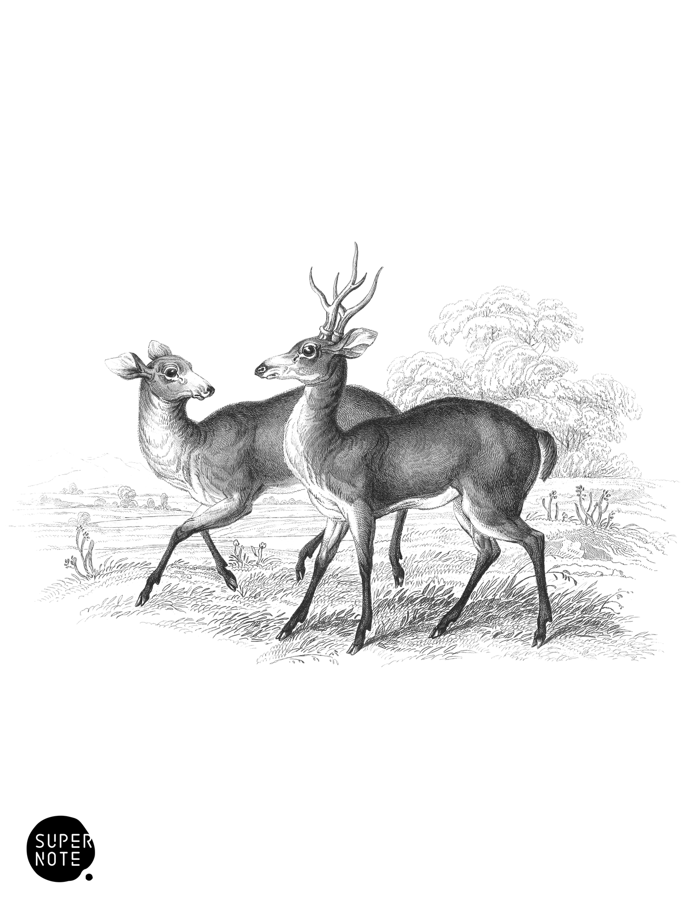Guazuti-Deer (vol-11 plate-17).png