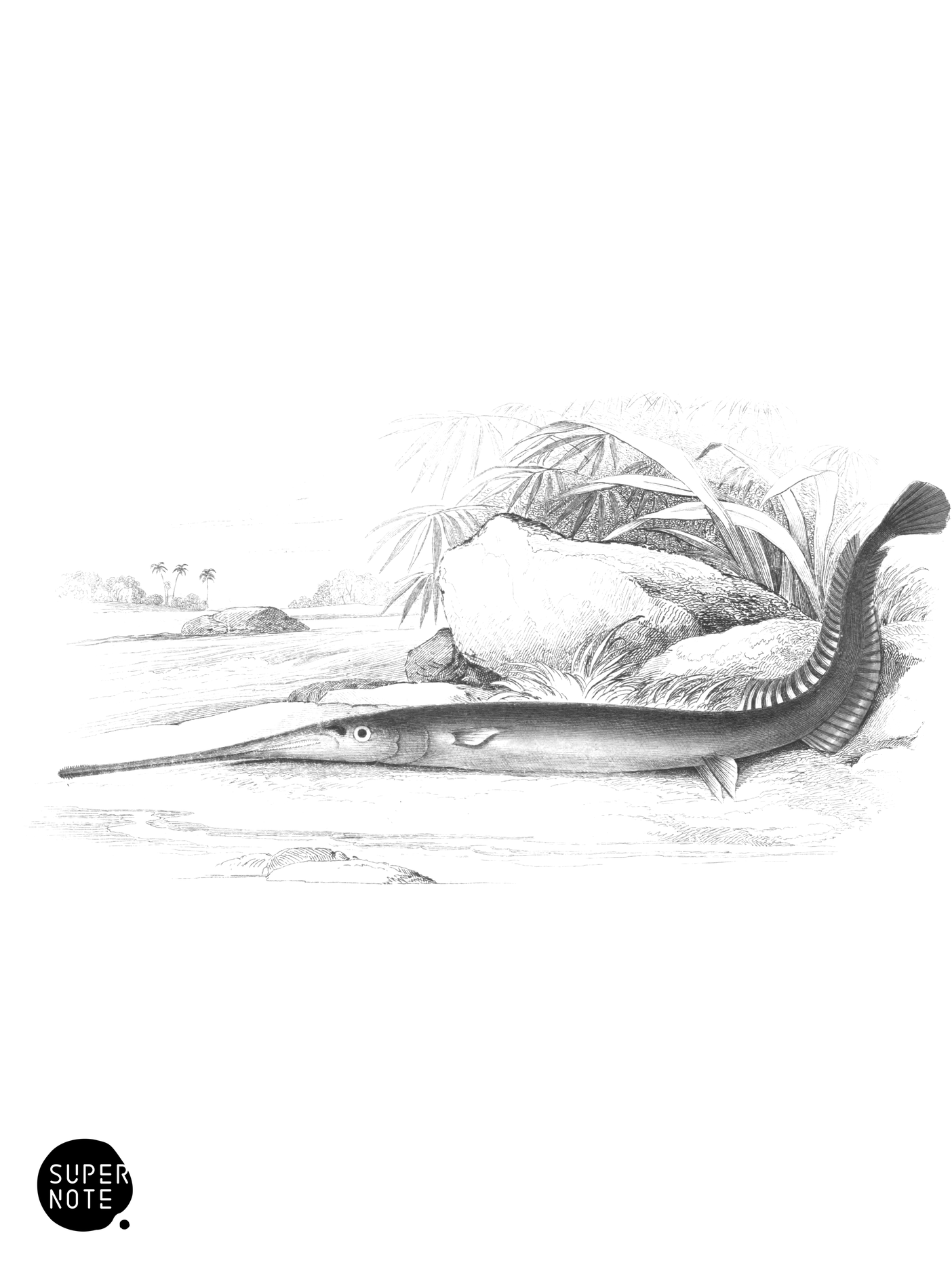 Guiana Gar-Fish (vol-38 plate-1).png