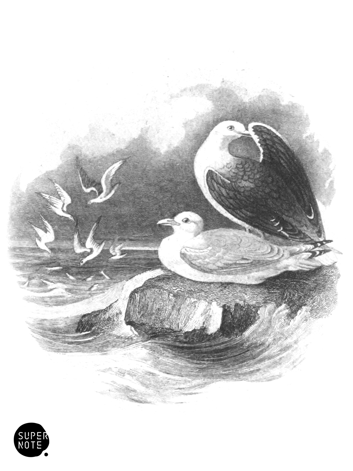 Gulls (vol-40 vignette).png