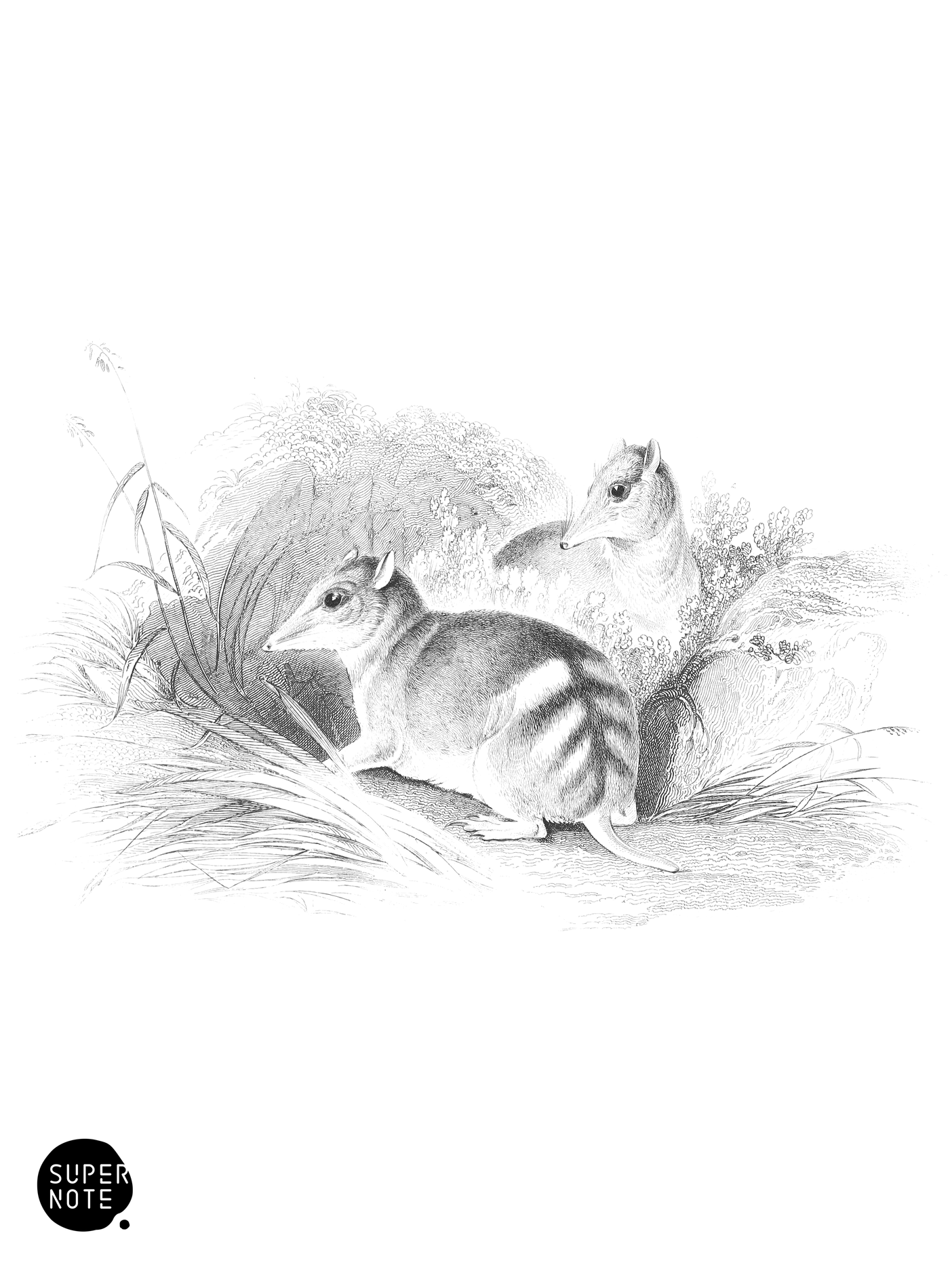 Gunn’s Perameles (vol-30 plate-15).png