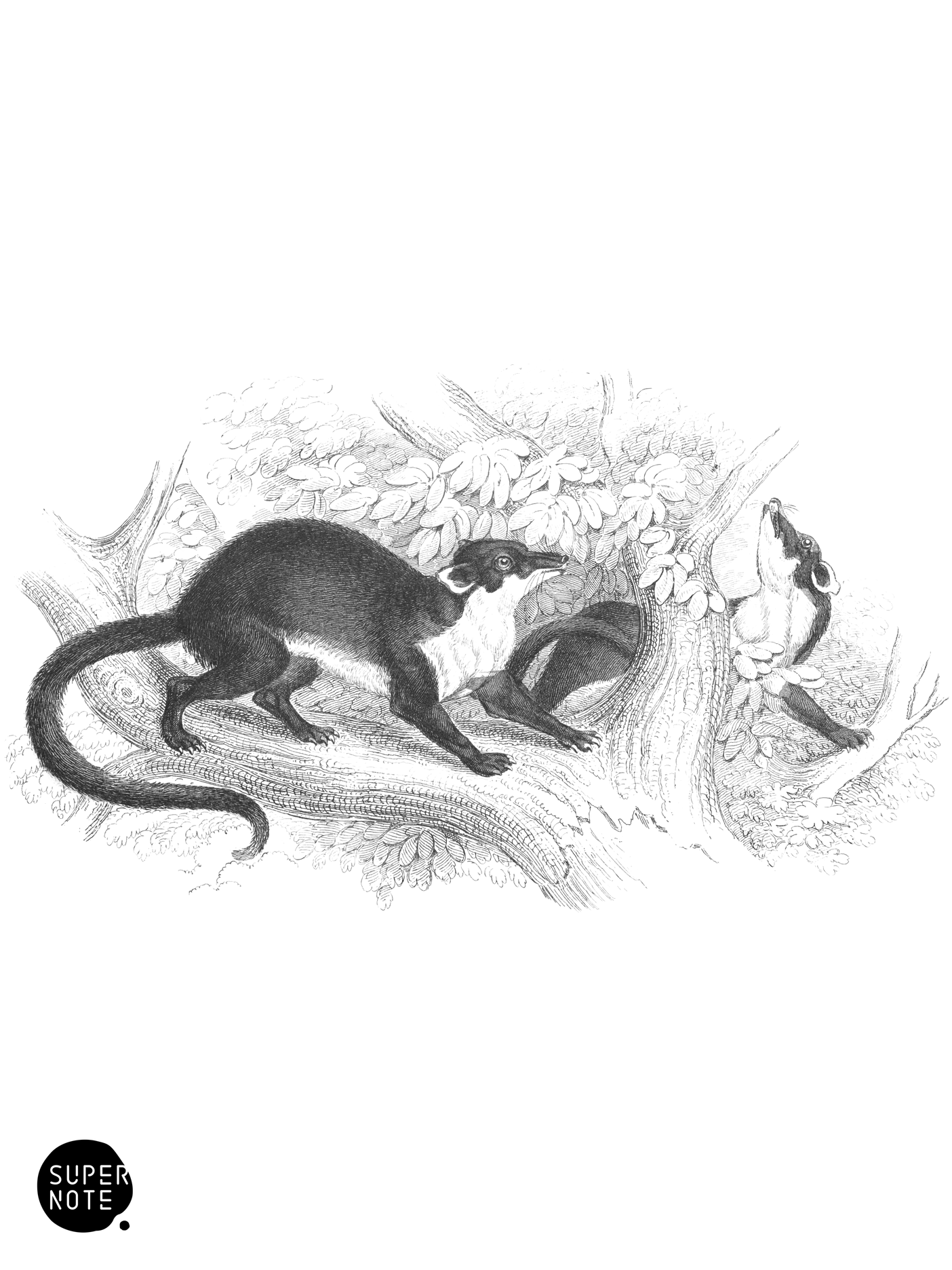 Gwatkin’s Galidictis (vol-35 plate-7).png