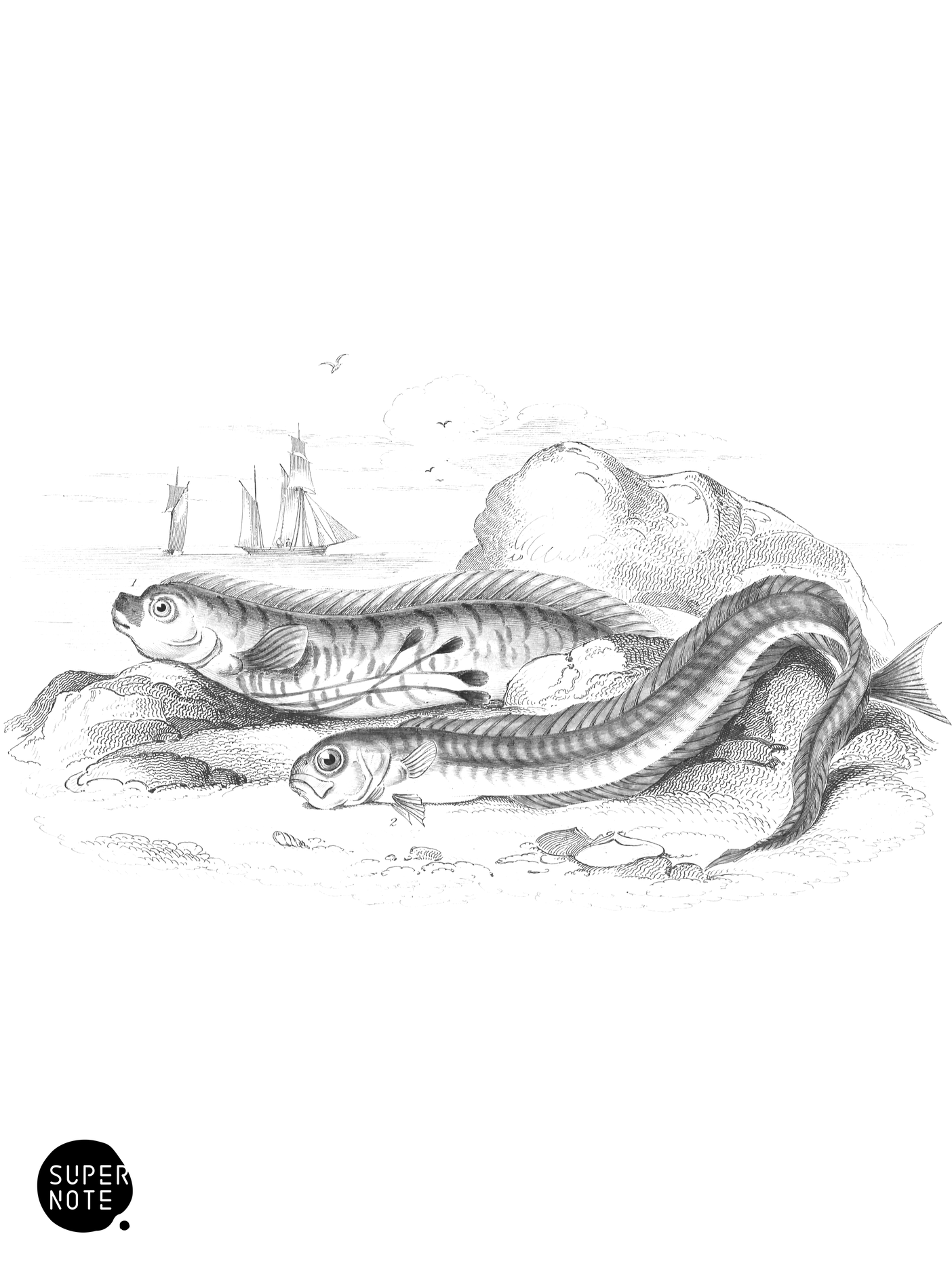 Gymnetrus Hawkinii & Red-Band, or Red Snake-Fish (vol-37 plate-16).png