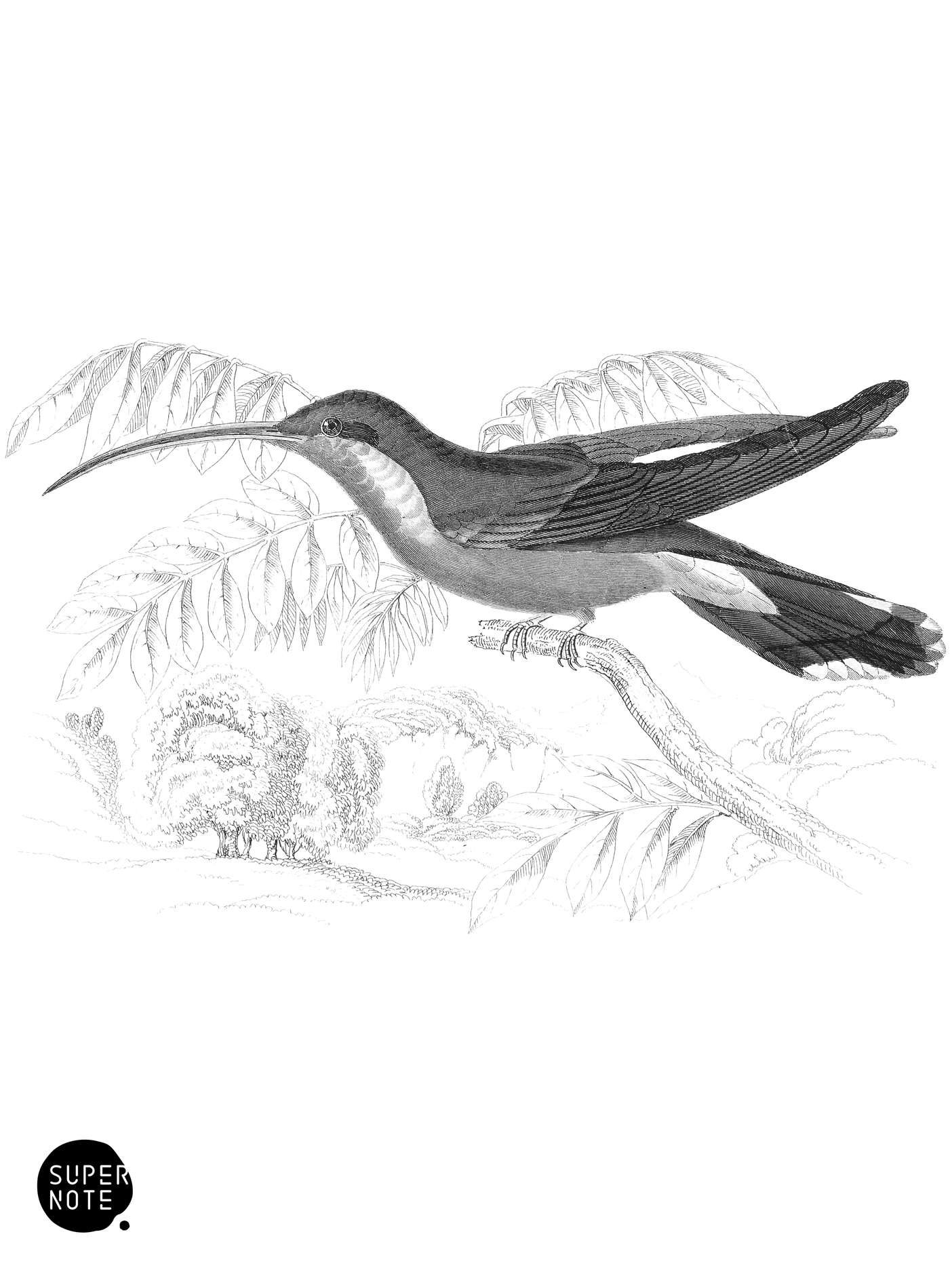 Hairy-Legged Humming-Bird (vol-03 plate-29).png
