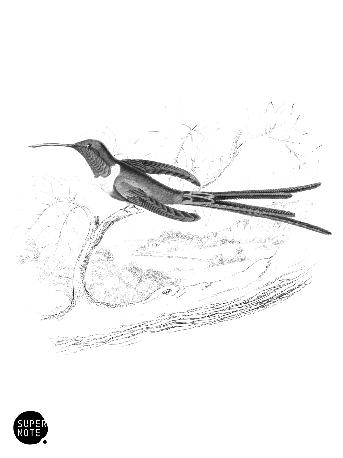Half-Tailed Humming-Bird (vol-01 plate-27).png