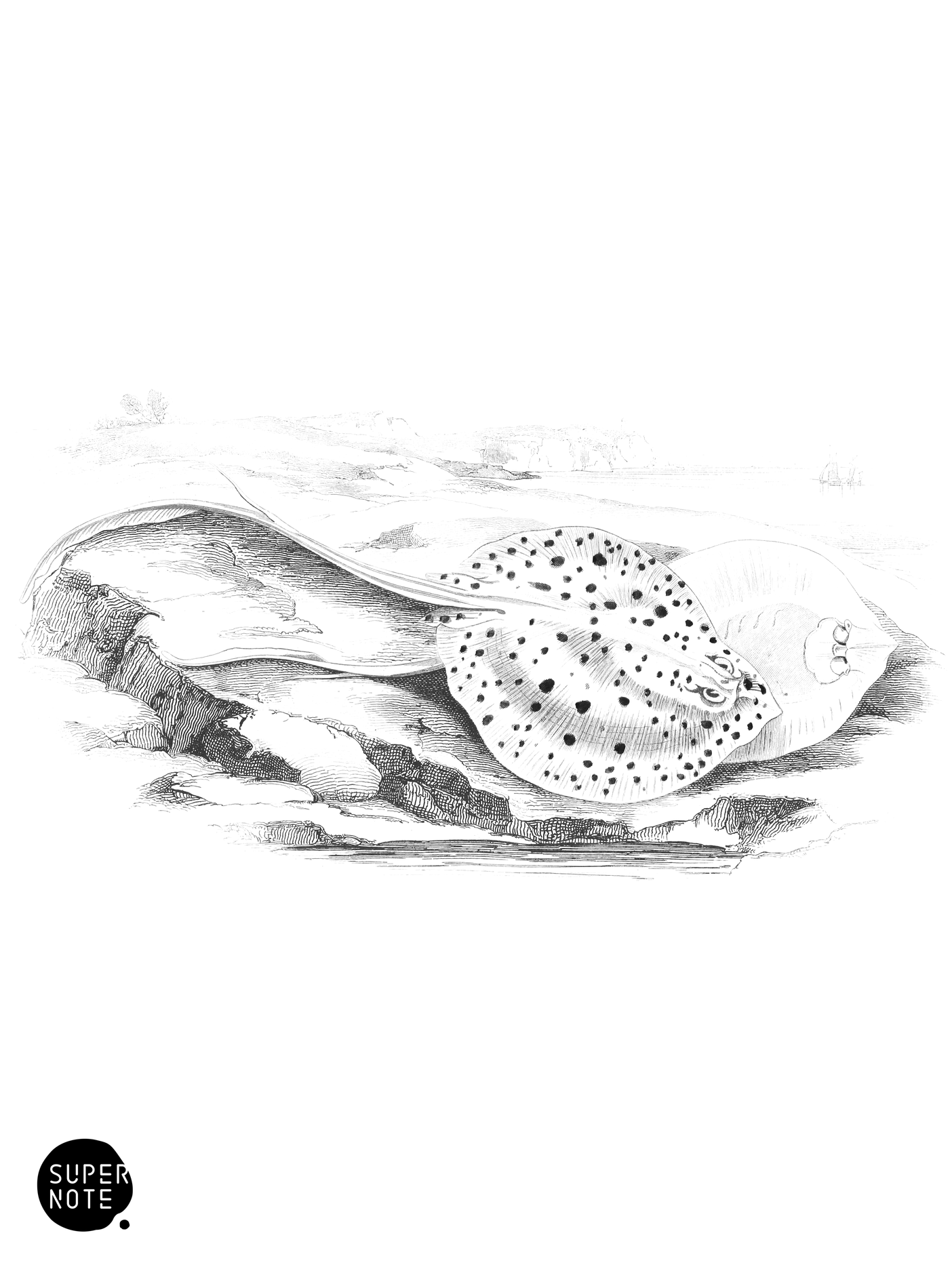 Halgan’s Spine-Tailed Ray (vol-27 plate-5).png