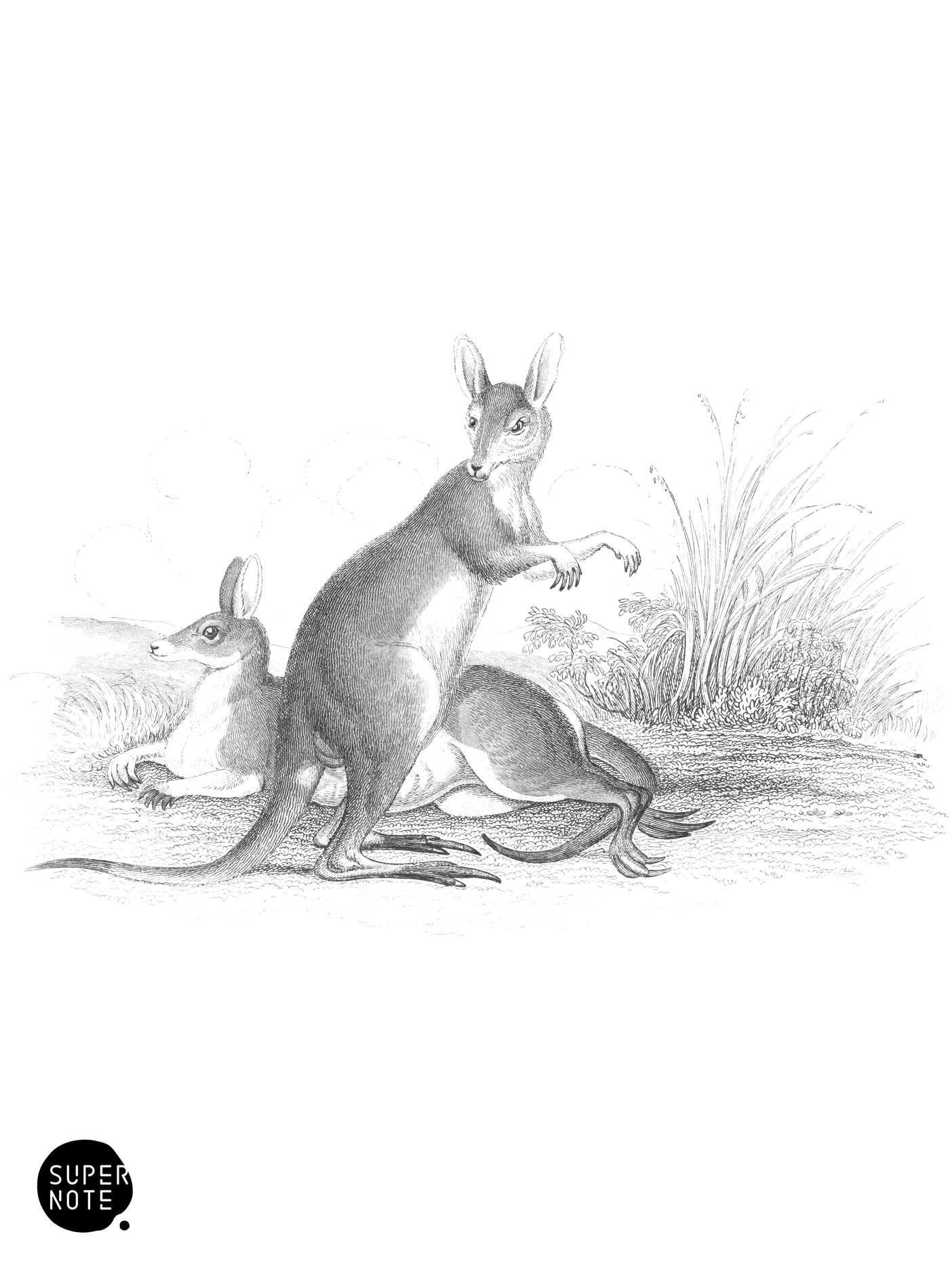 Halmaturus Rutilans (vol-35 plate-29).png