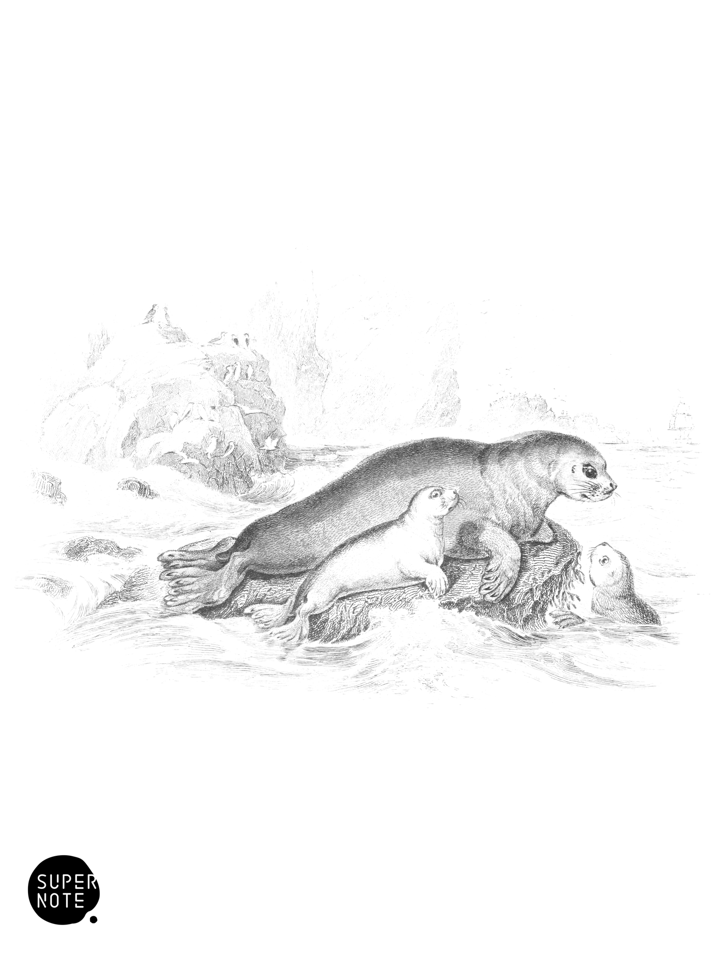 Hare-Like Seal (vol-23 plate-9).png